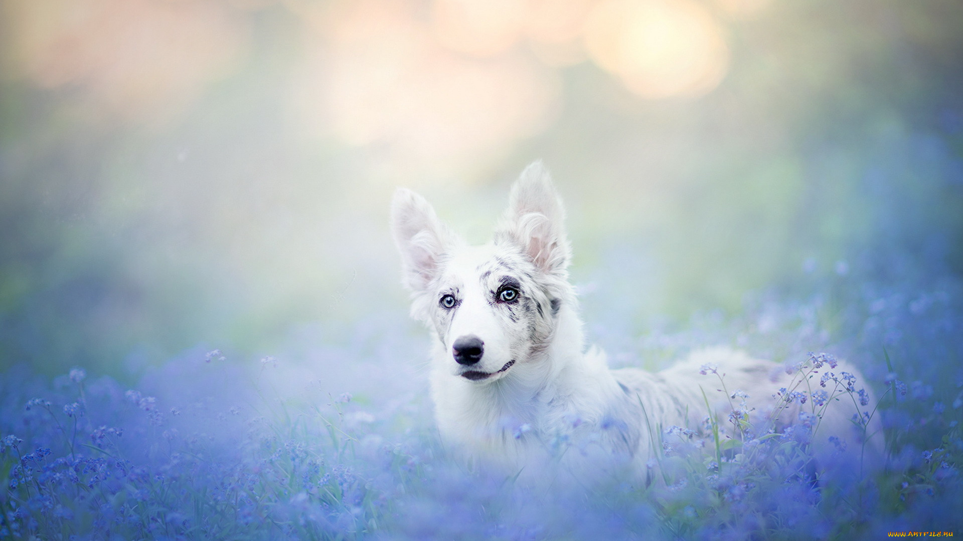 животные, собаки, собака, цветы, туман