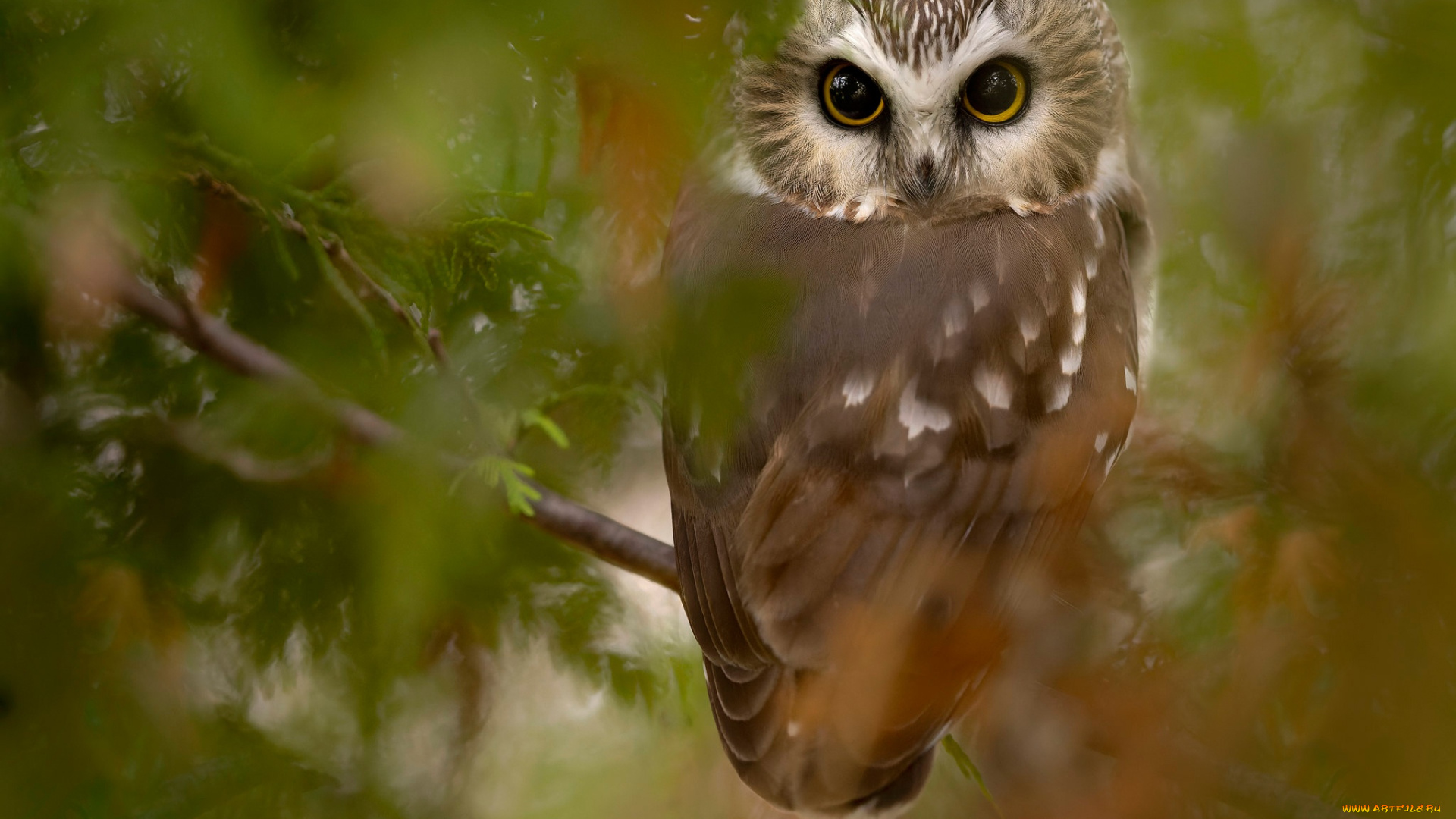 животные, совы, взгляд, сова, птица, ветка, боке, сыч