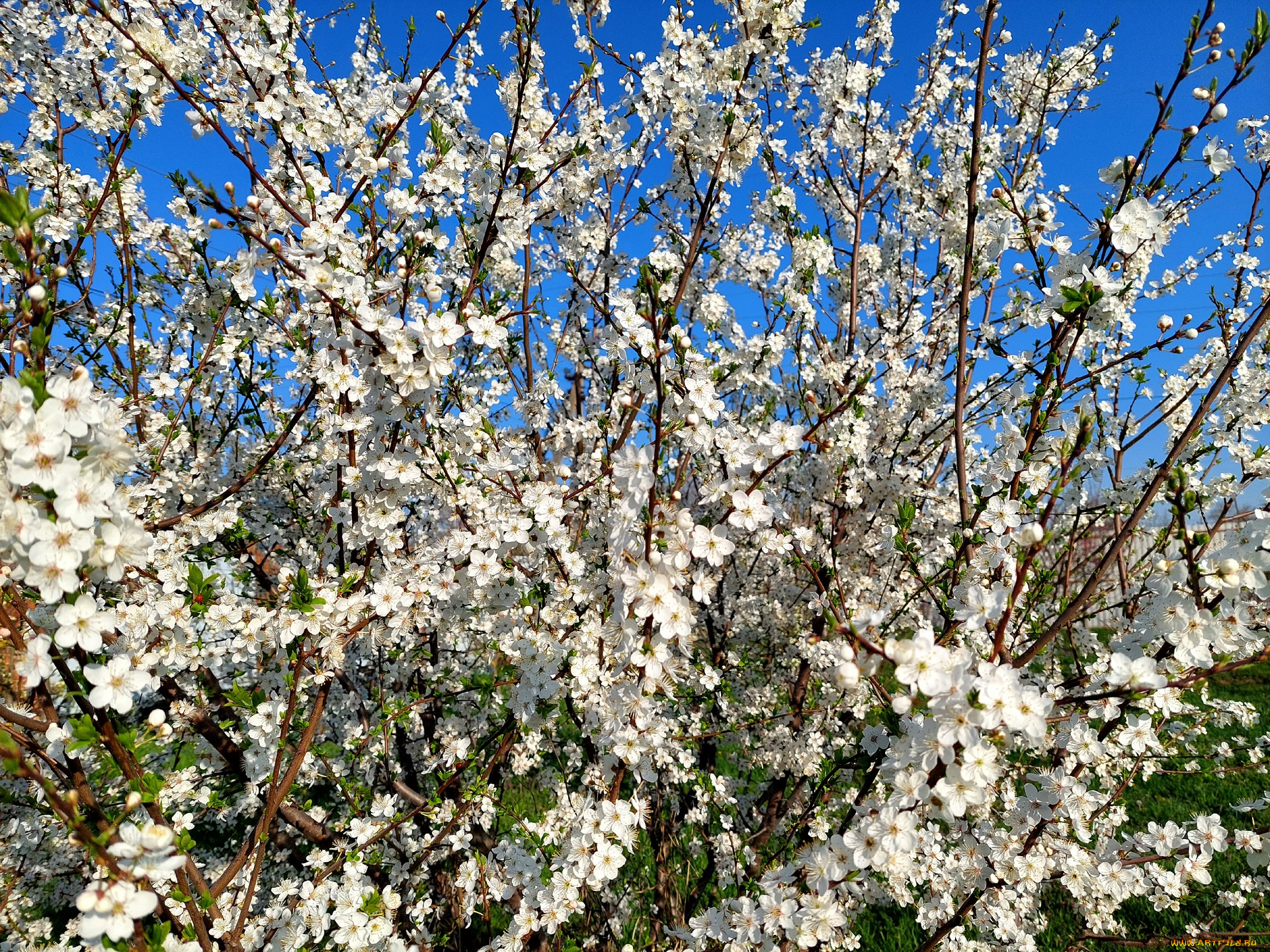 11, 04, 2022, цветы, цветущие, деревья, , , кустарники, весна