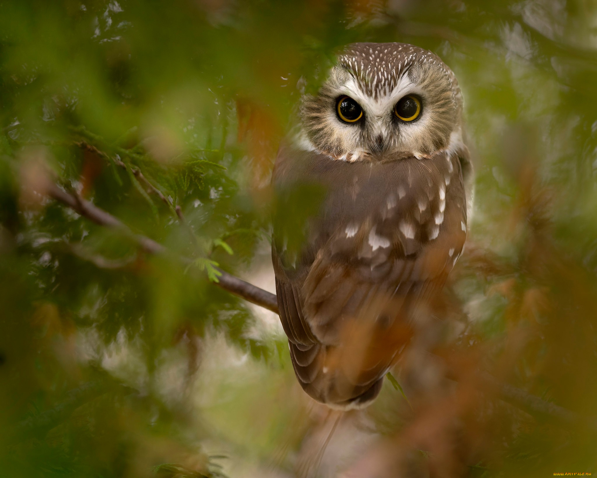 животные, совы, взгляд, сова, птица, ветка, боке, сыч