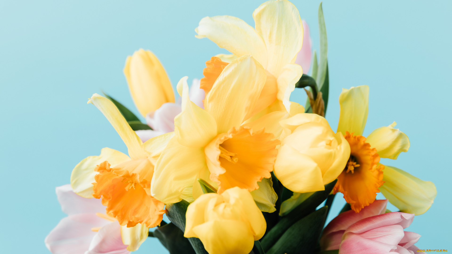 цветы, букеты, , композиции, весна