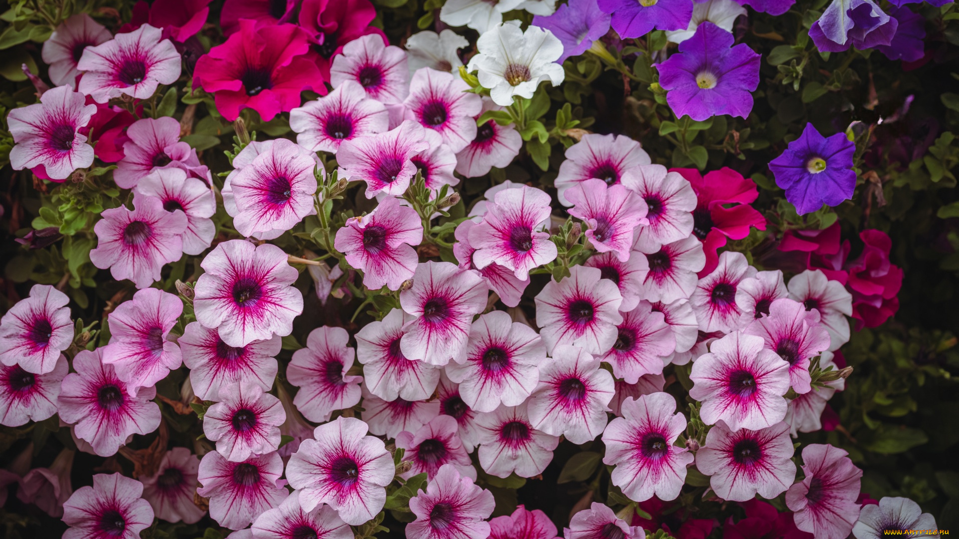 цветы, петунии, , калибрахоа, клумба, разноцветные