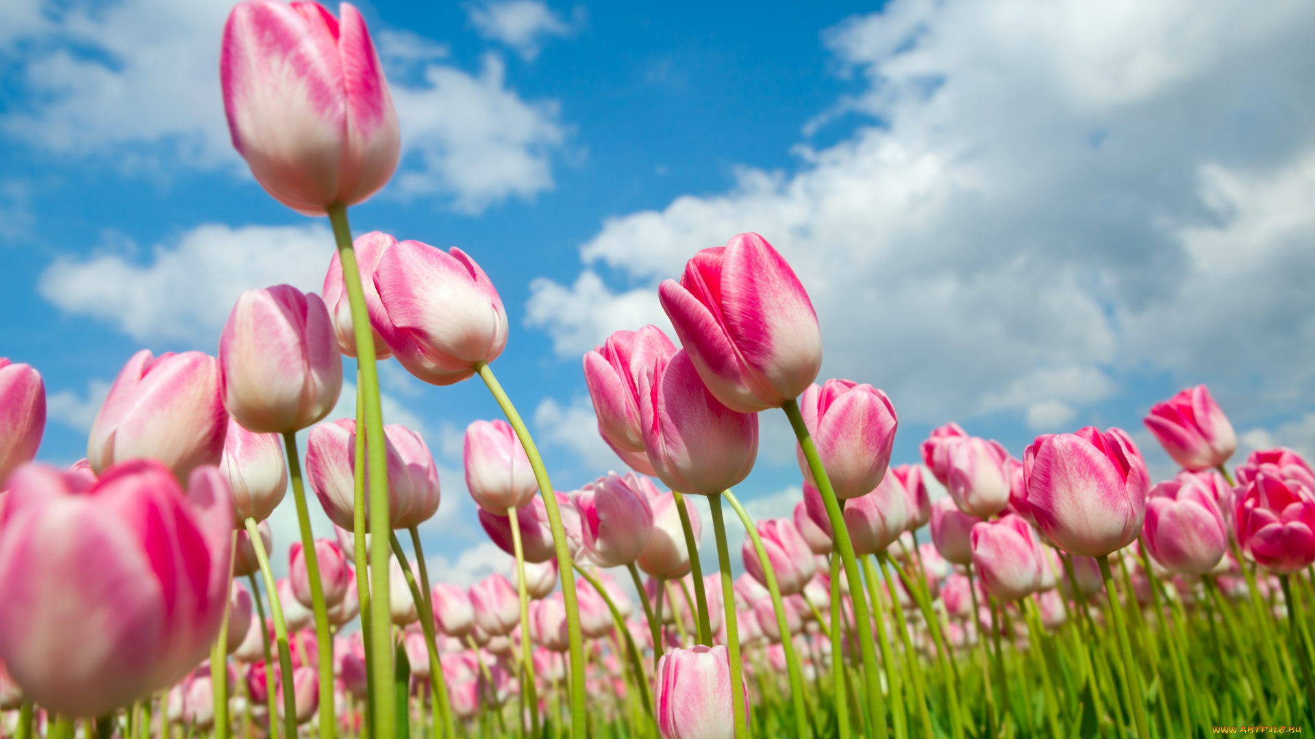 цветы, тюльпаны, весна