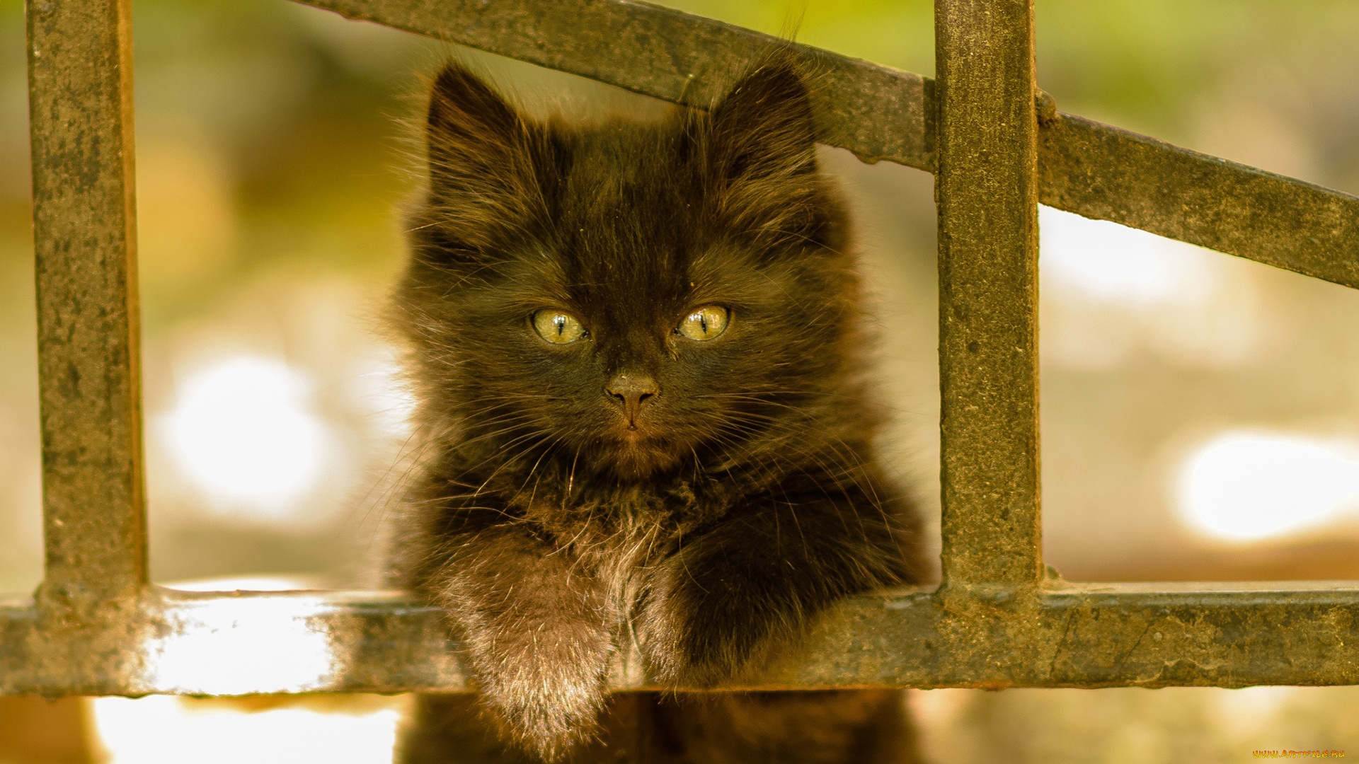 животные, коты, кот, кошка