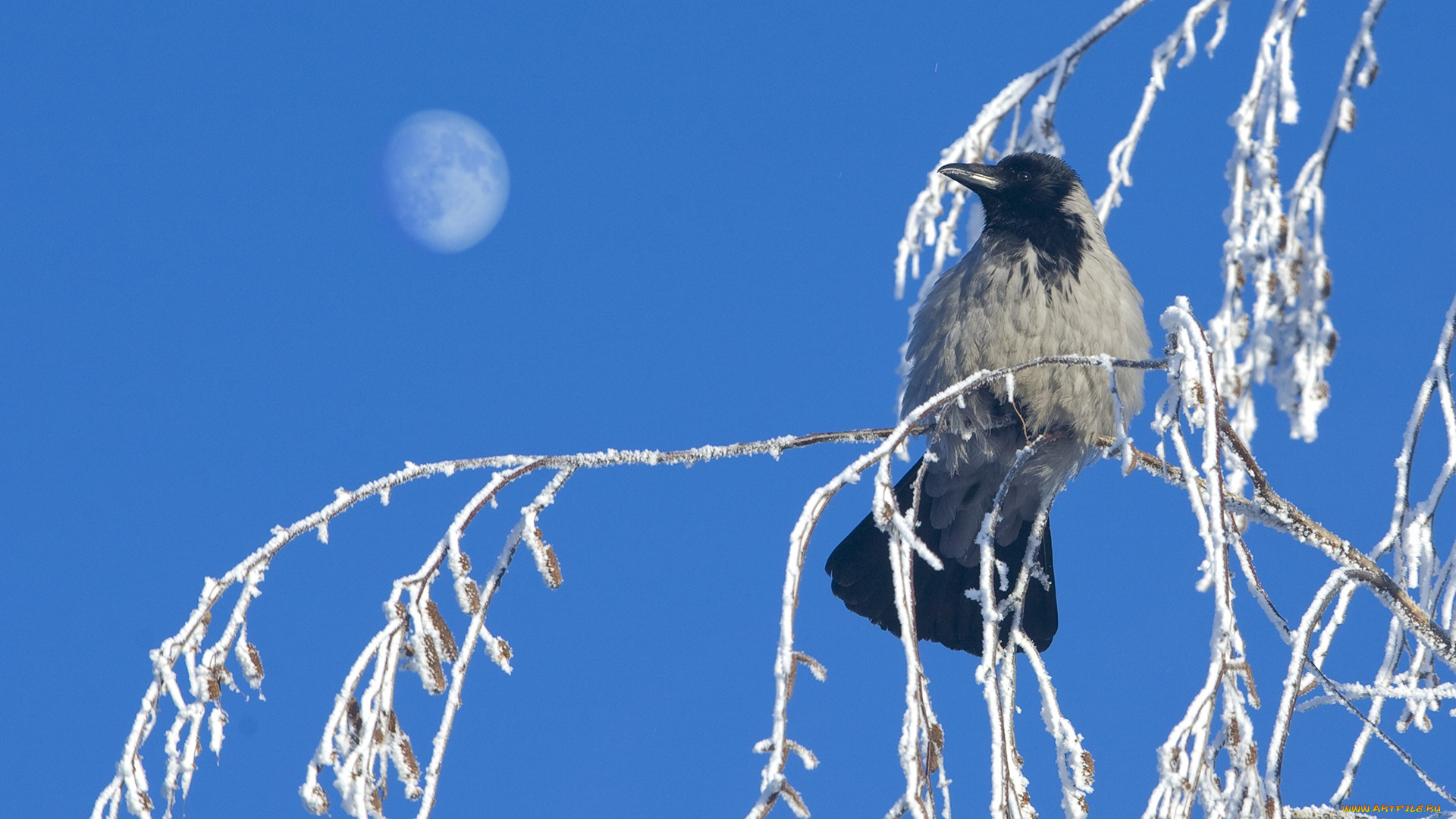 животные, вороны, , грачи, , галки, ворона