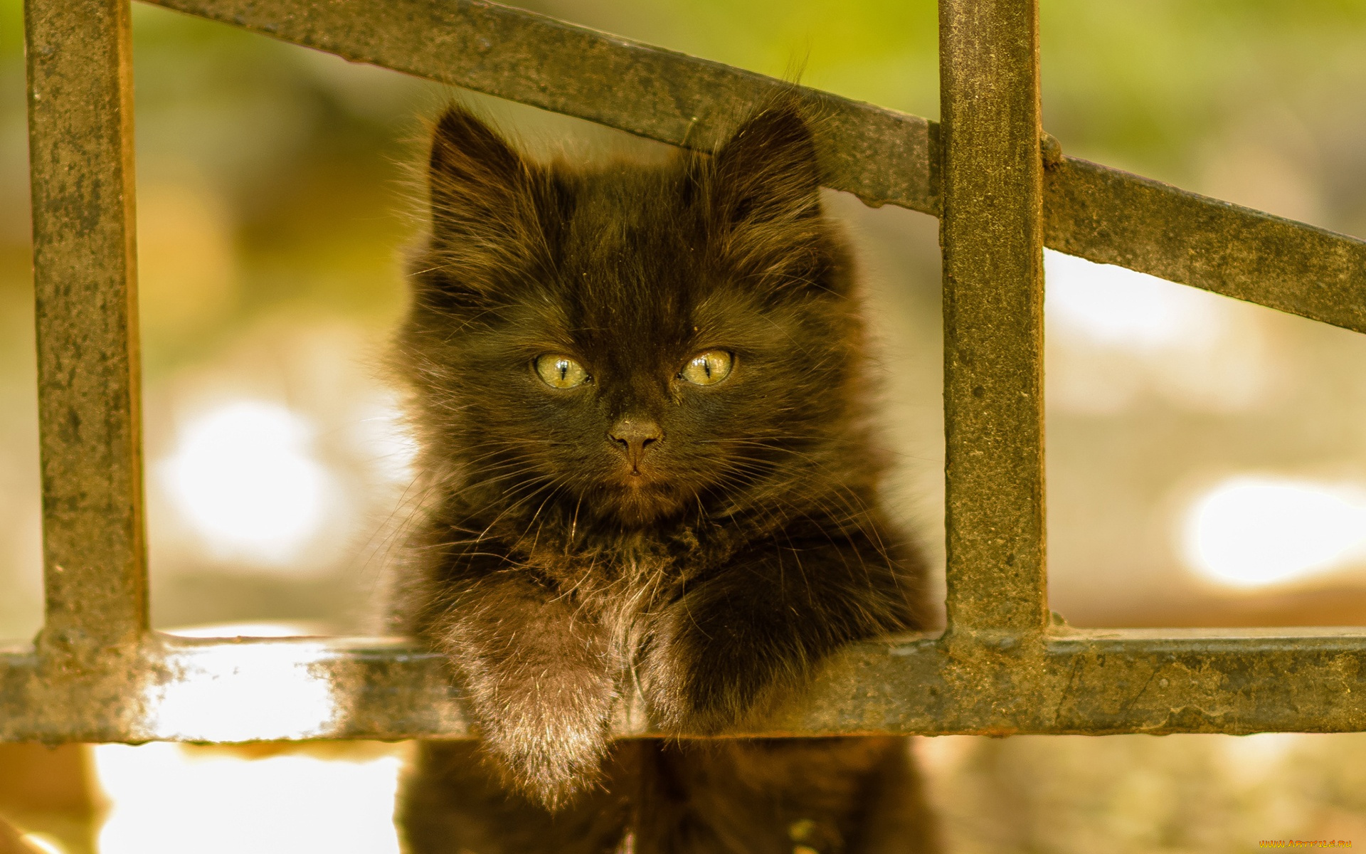 животные, коты, кот, кошка