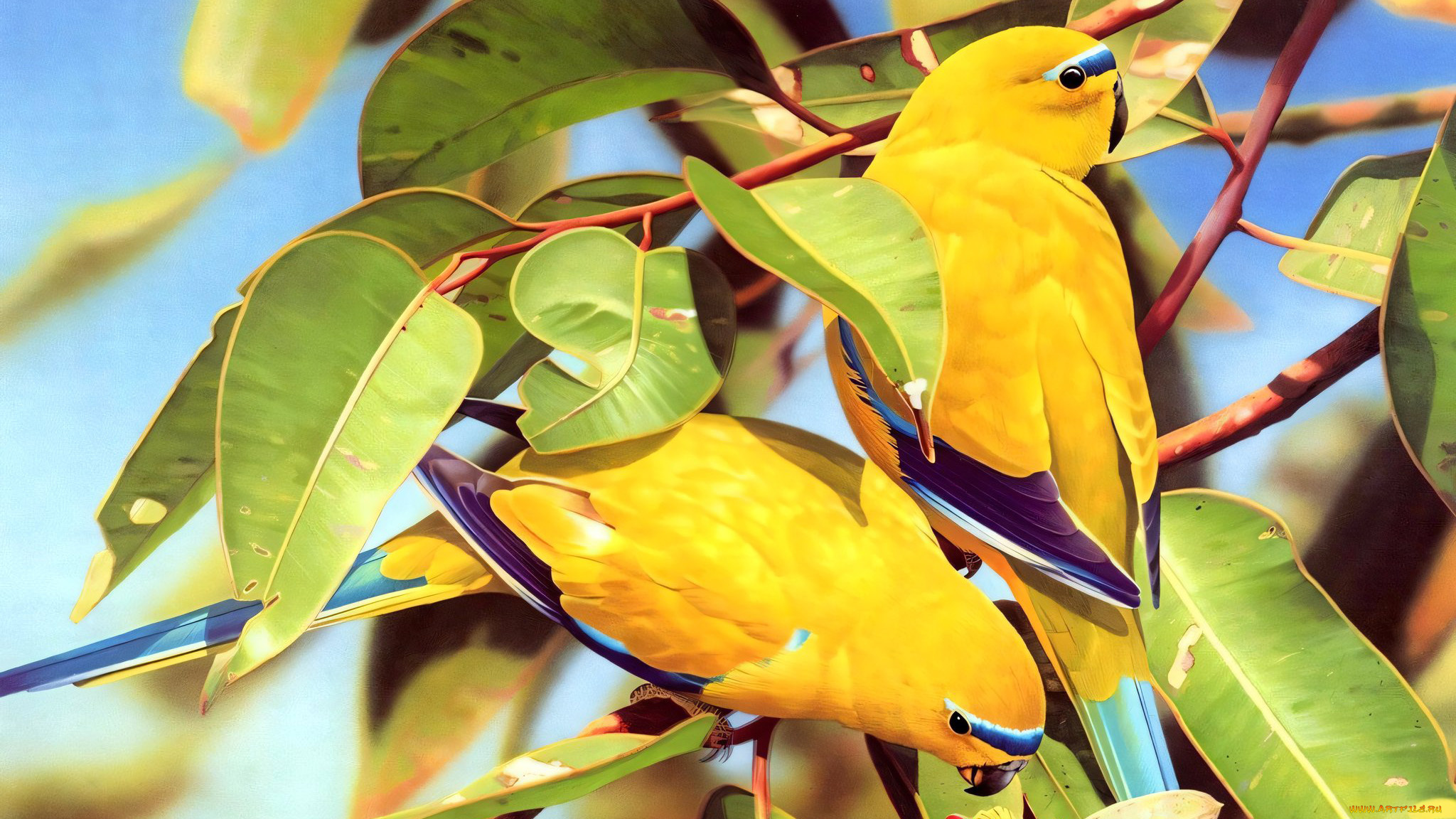 295475, рисованное, животные, , птицы, , попугаи, птица, попугай