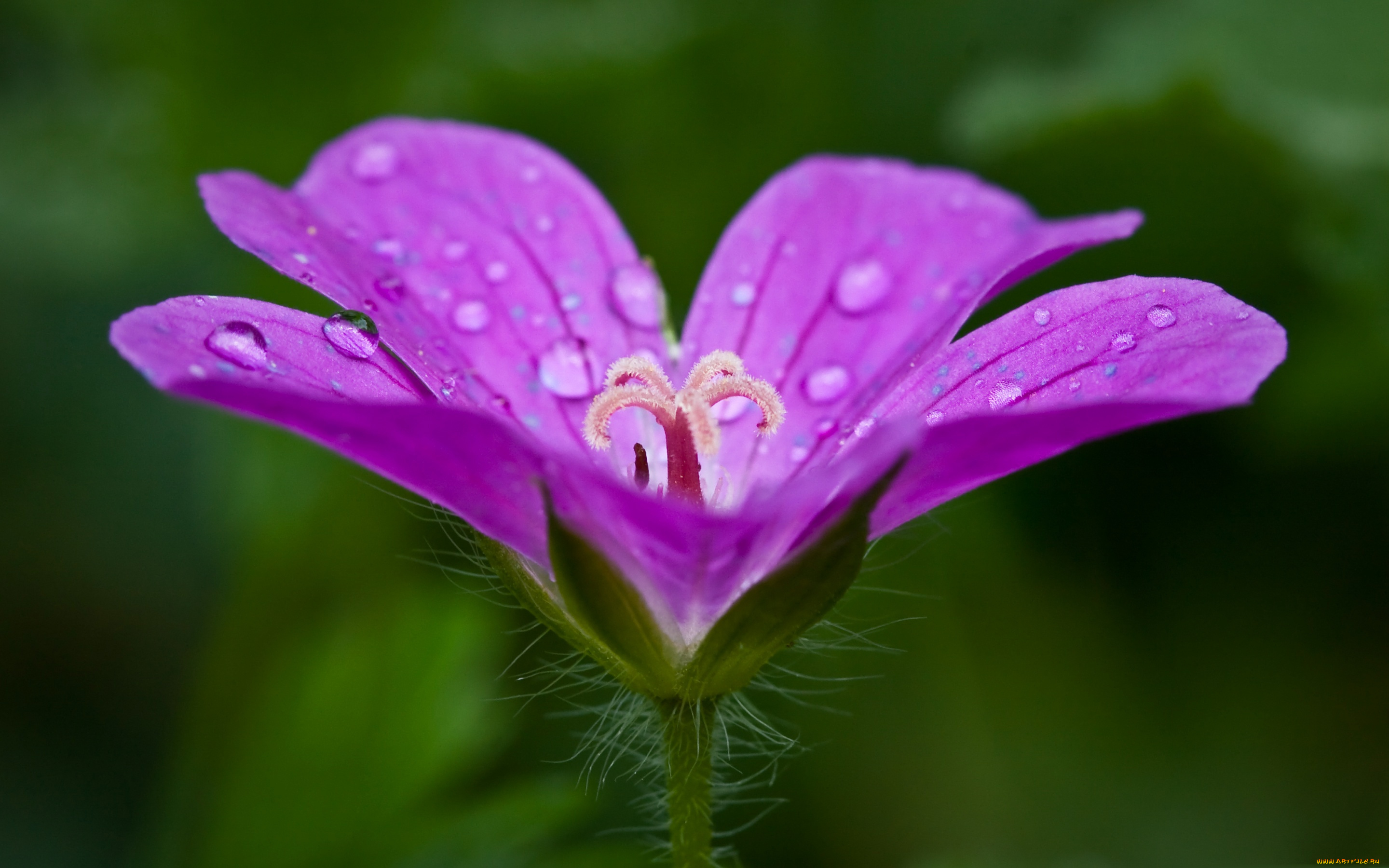 цветы, луговые, , полевые, , цветы, макро