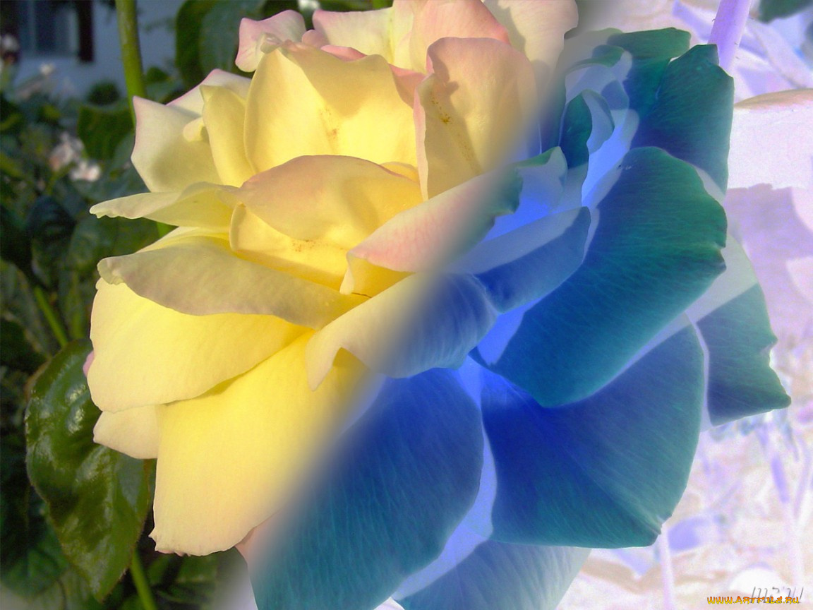 цветы, розы