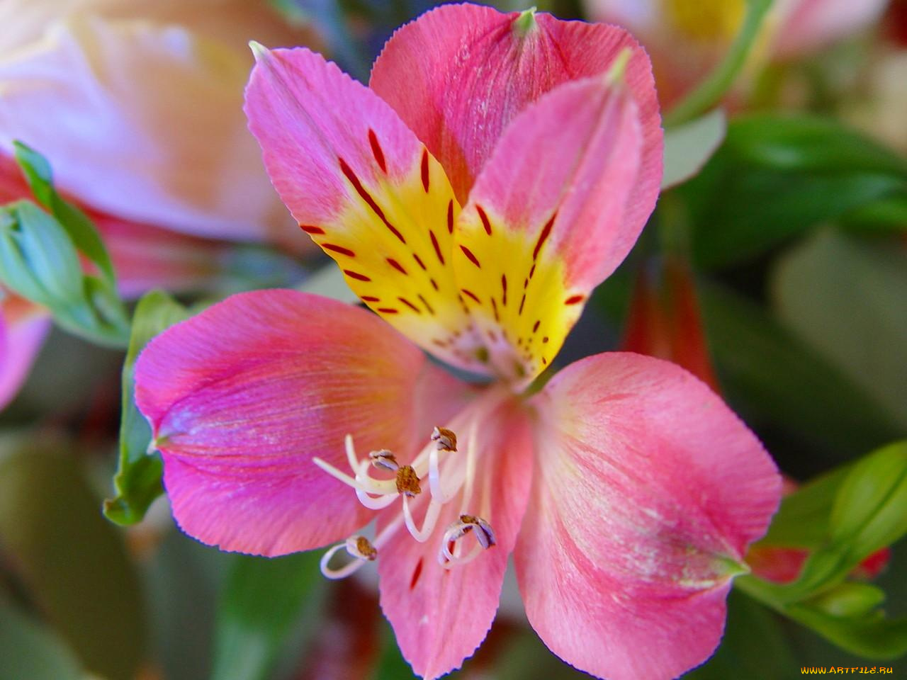 цветы, альстромерия