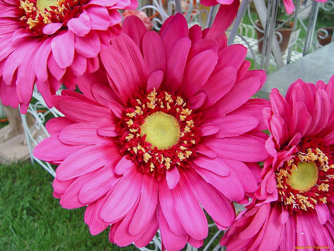 цветы, герберы