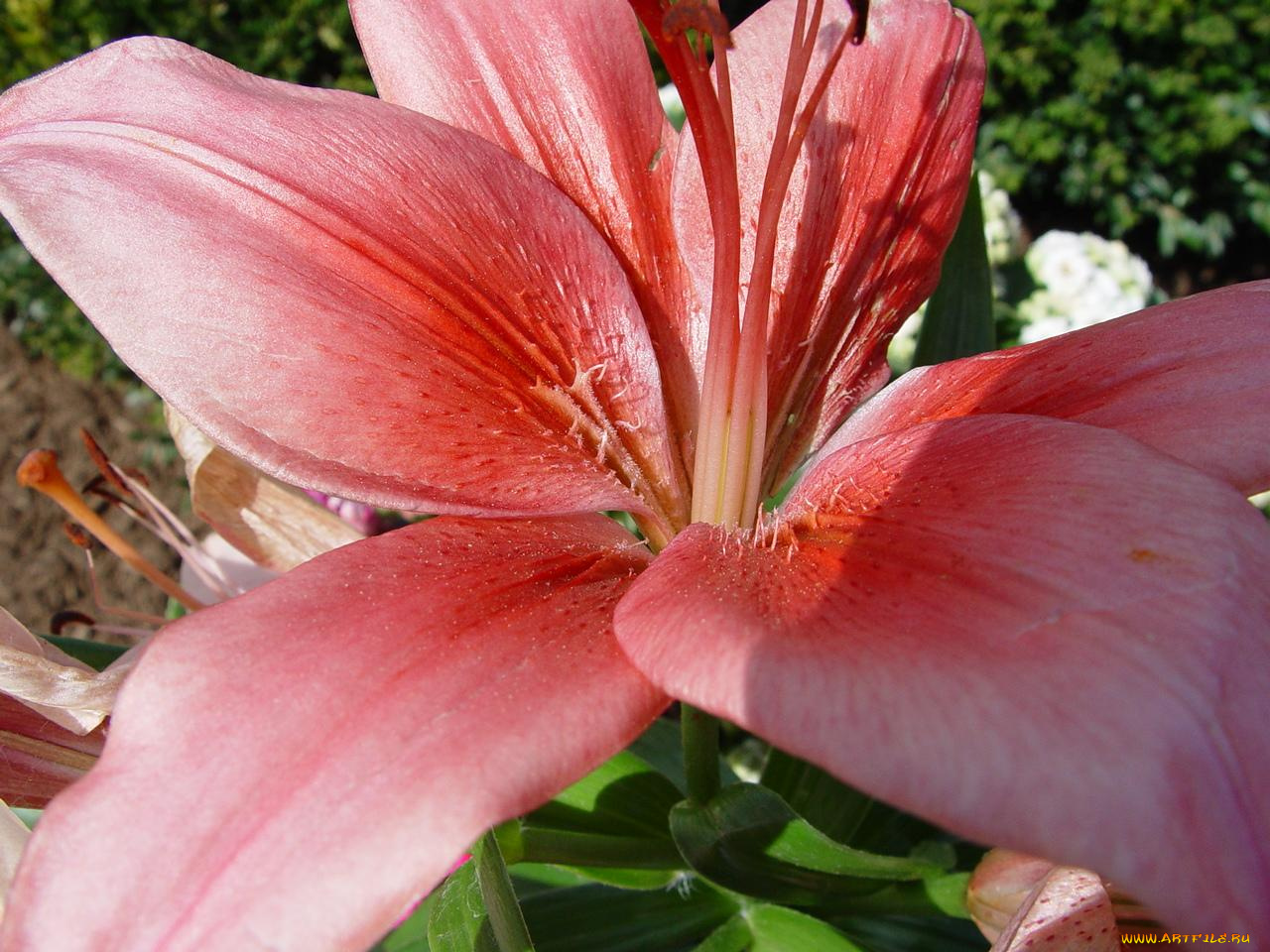 цветы, лилии, лилейники