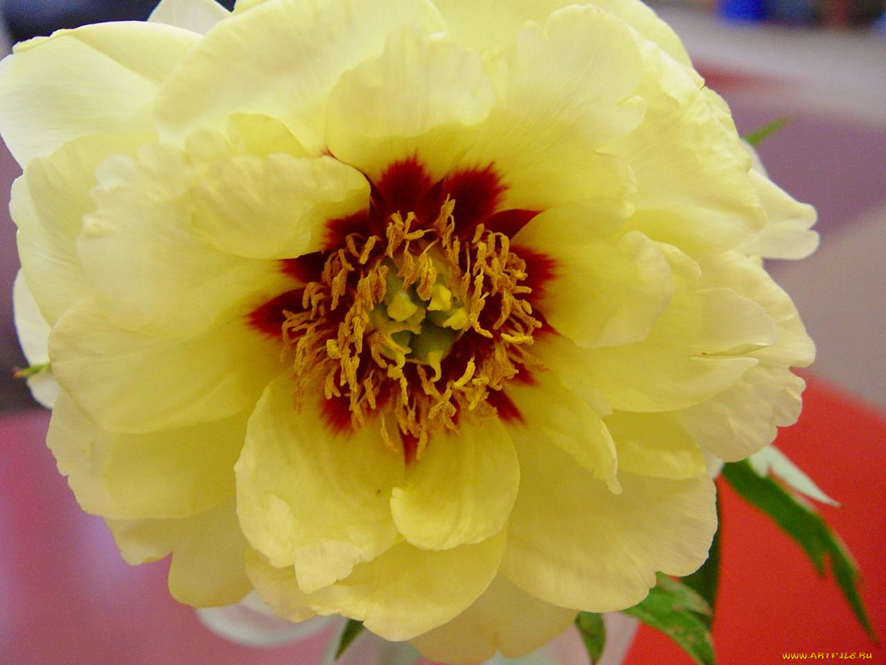 цветы, портулак