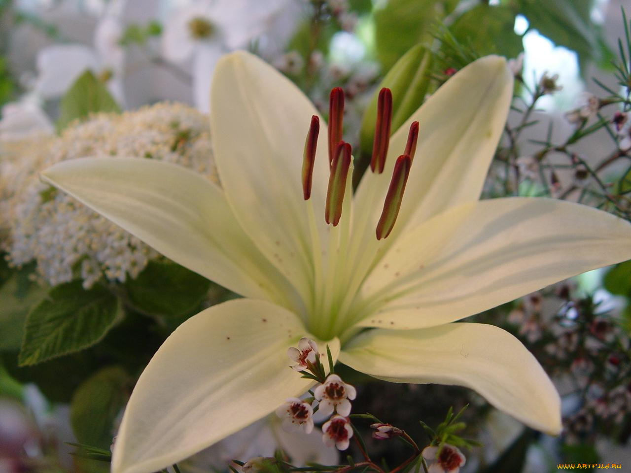 цветы, разные, вместе