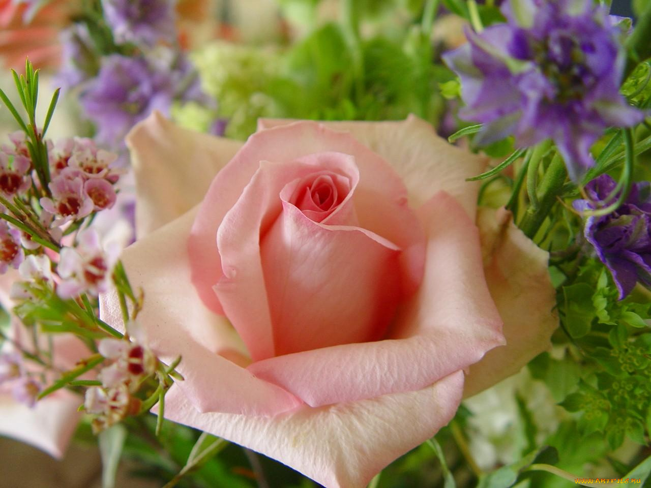 цветы, разные, вместе