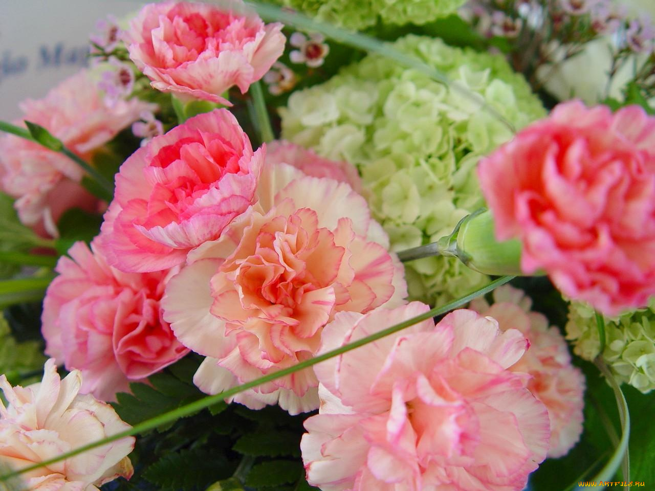 цветы, разные, вместе