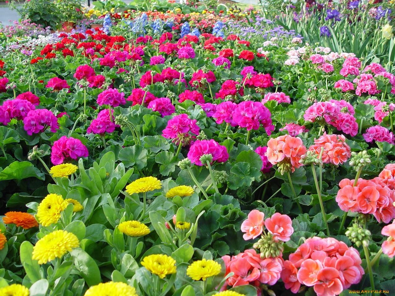 цветы, разные, вместе