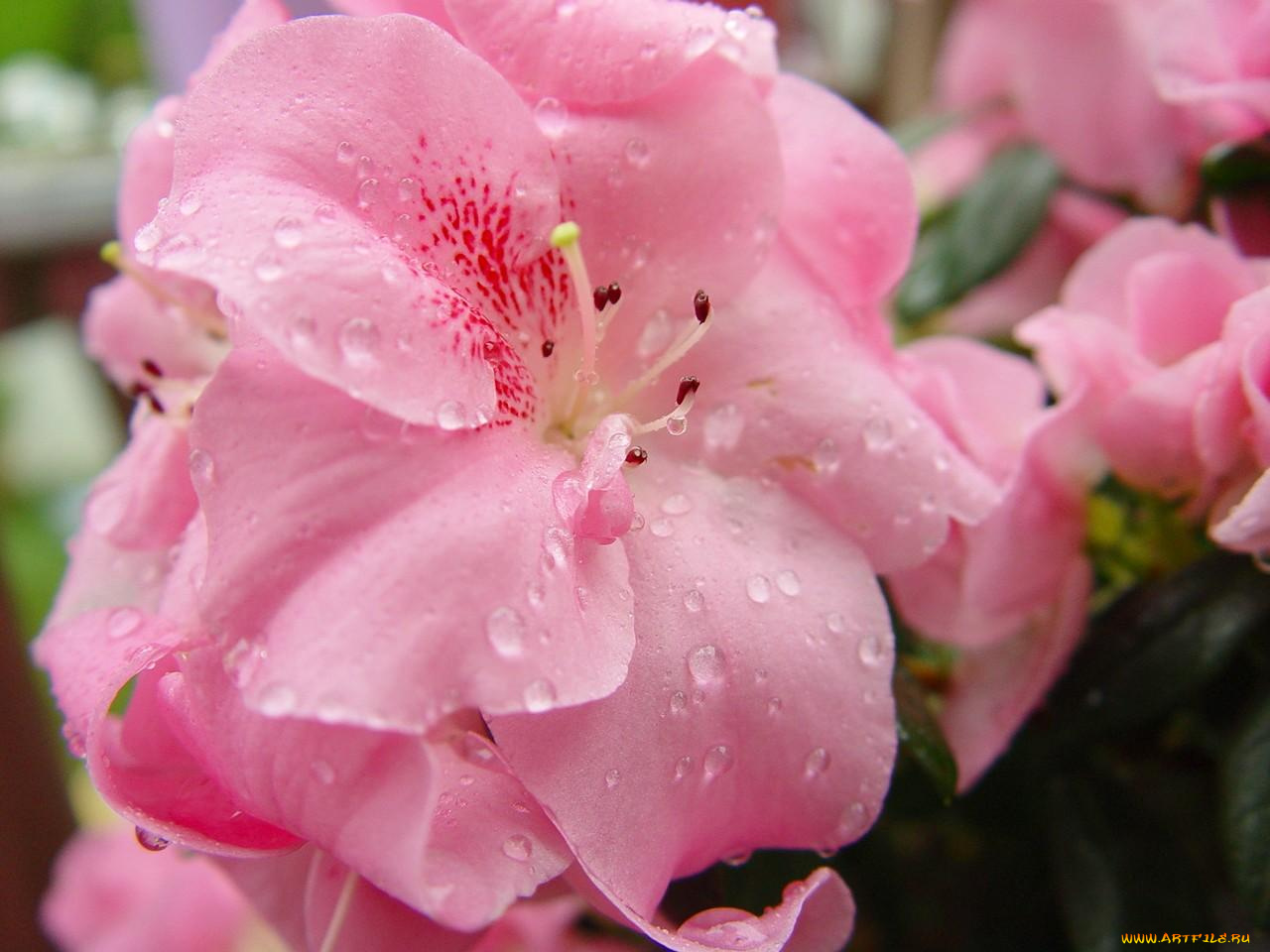 цветы, рододендроны, азалии