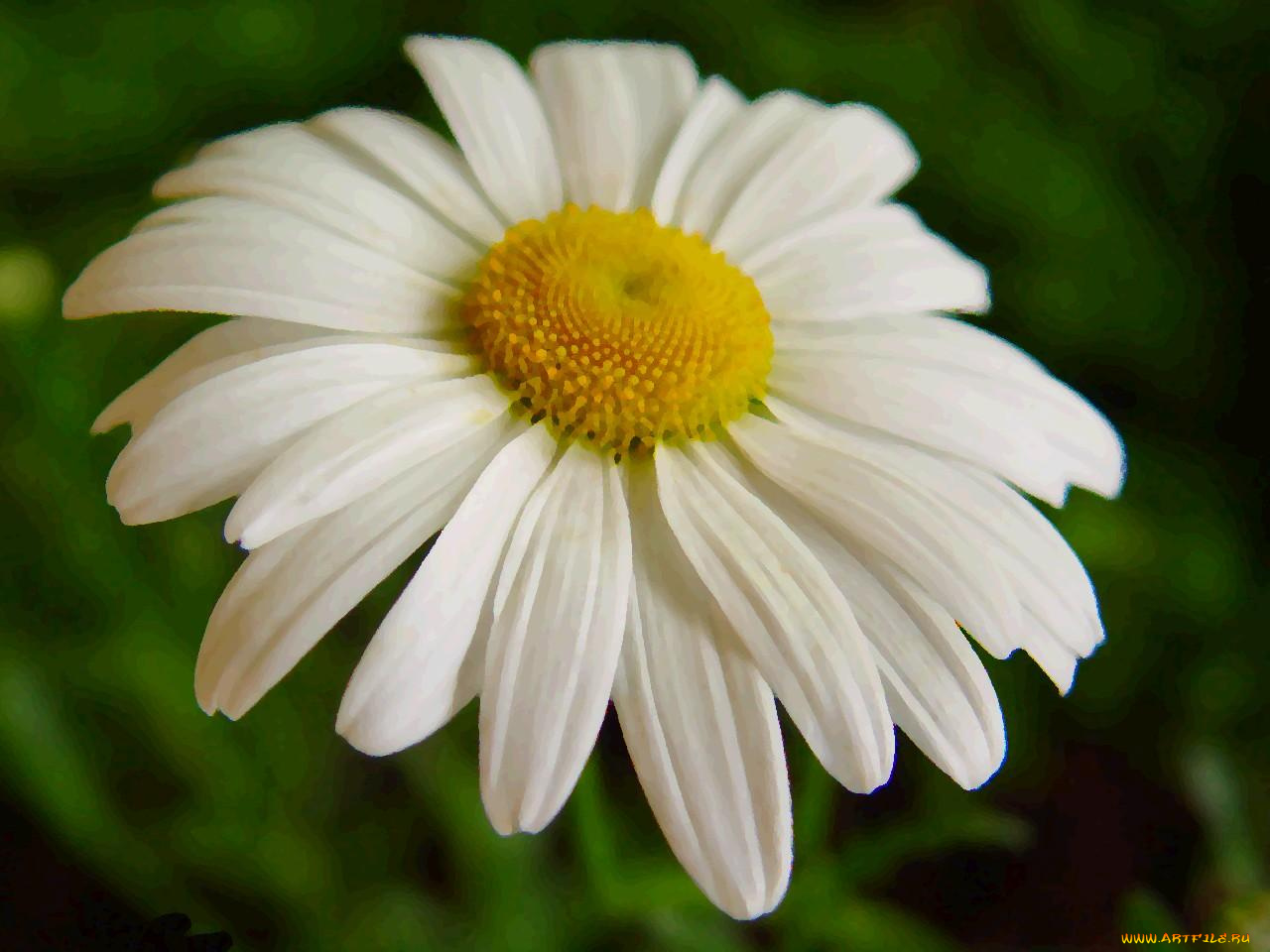 цветы, ромашки