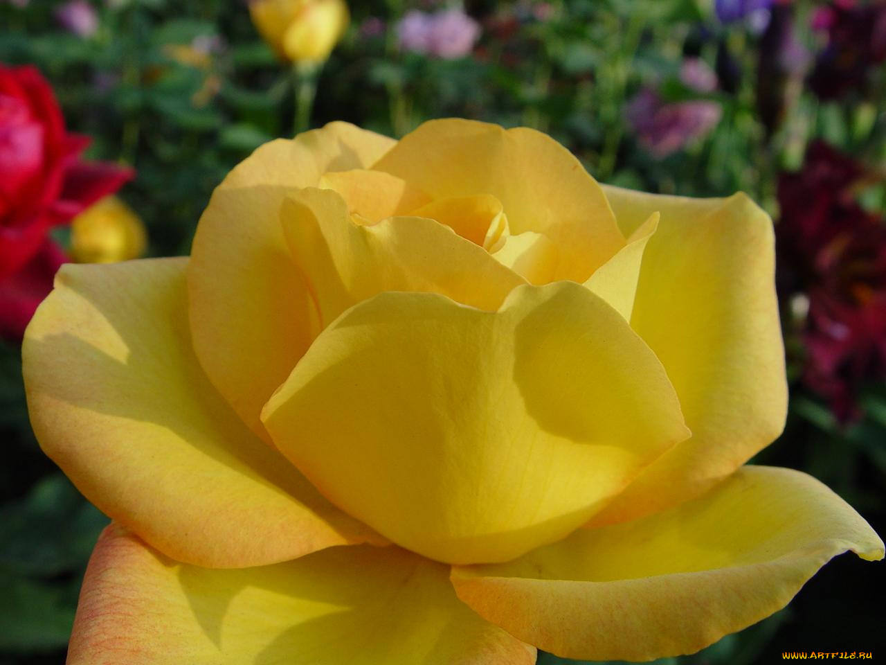 цветы, розы