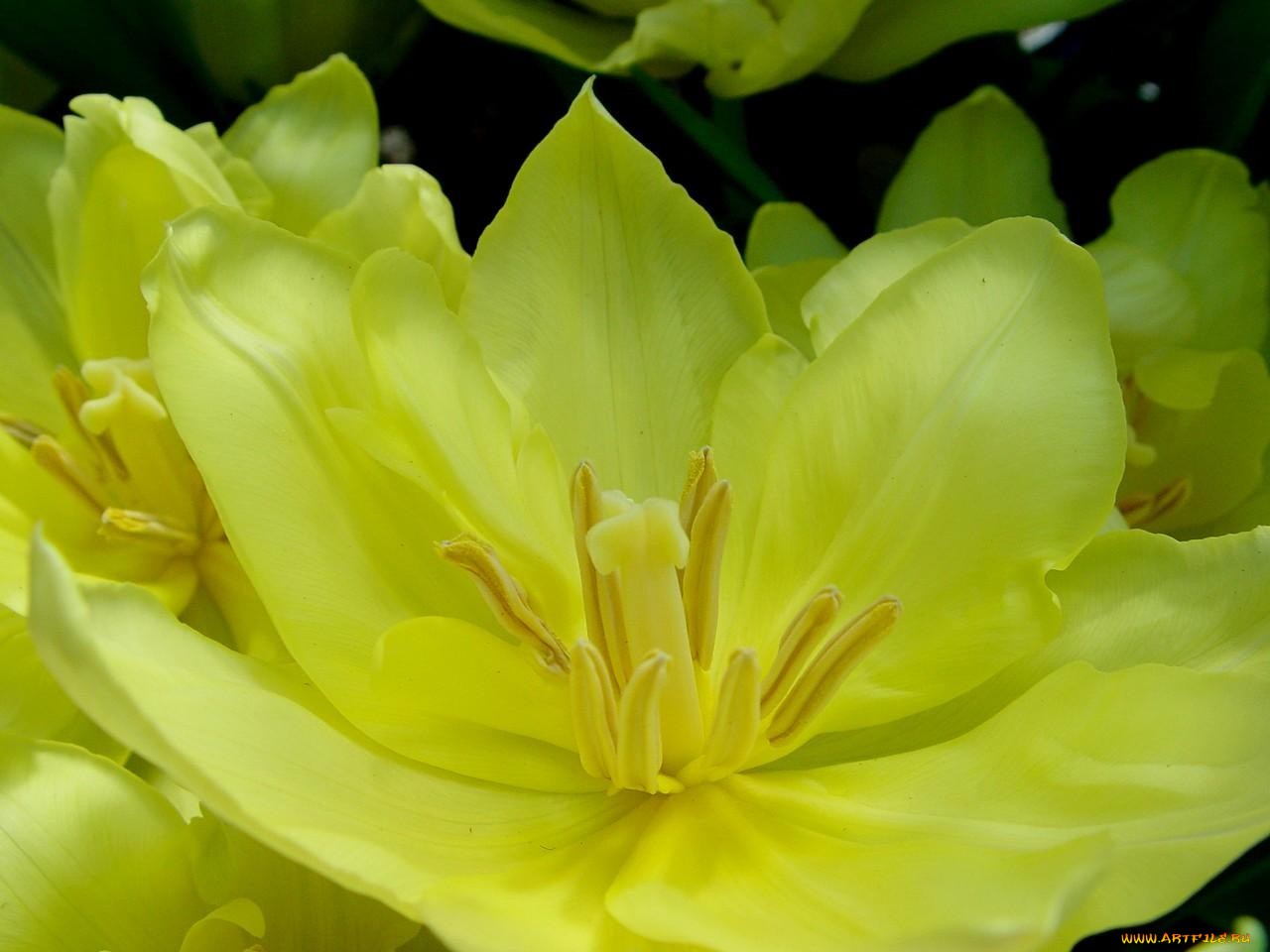 цветы, тюльпаны