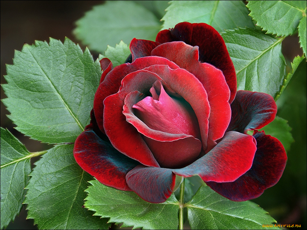 цветы, розы