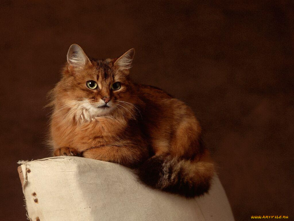 животные, коты