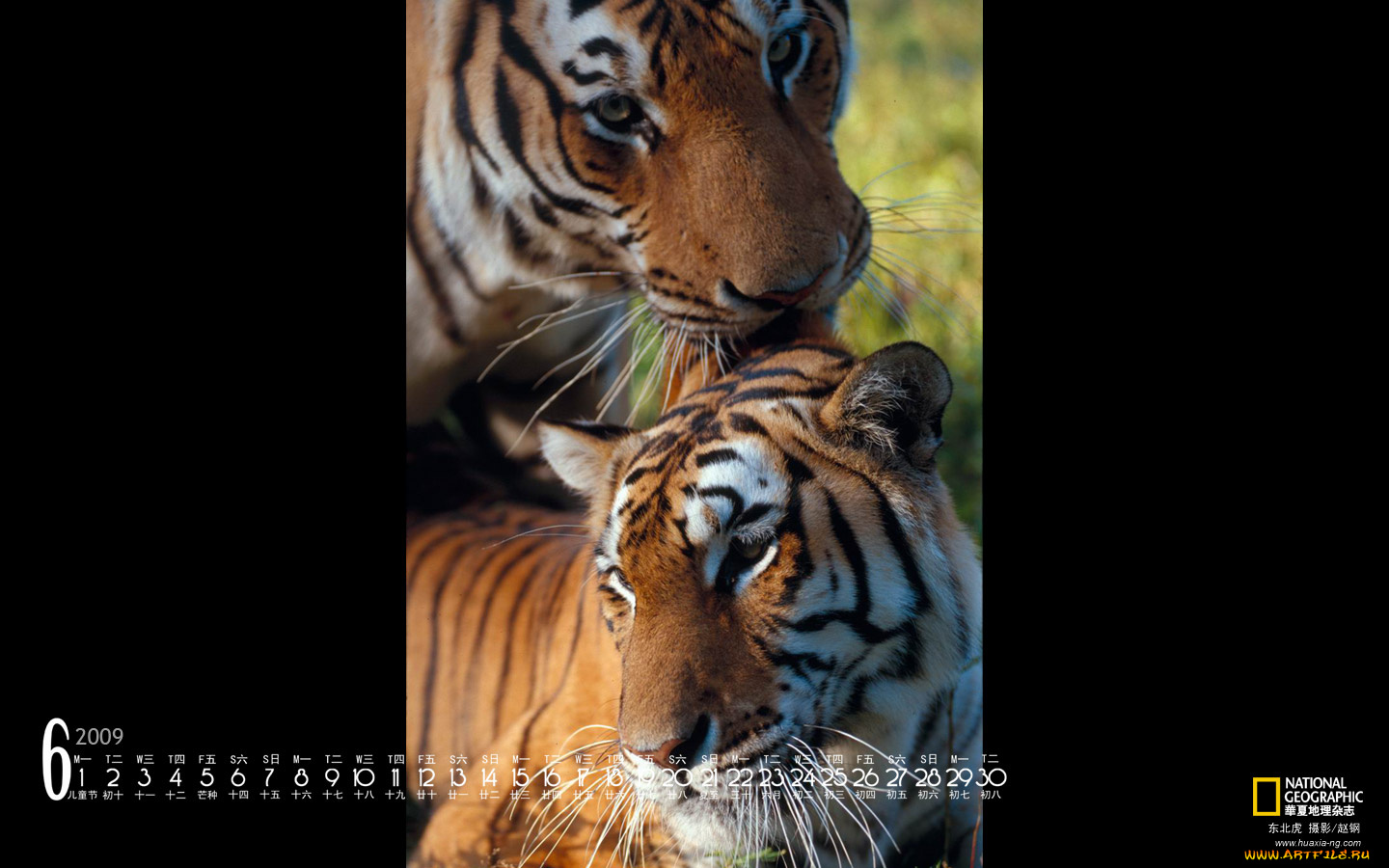 календари, животные