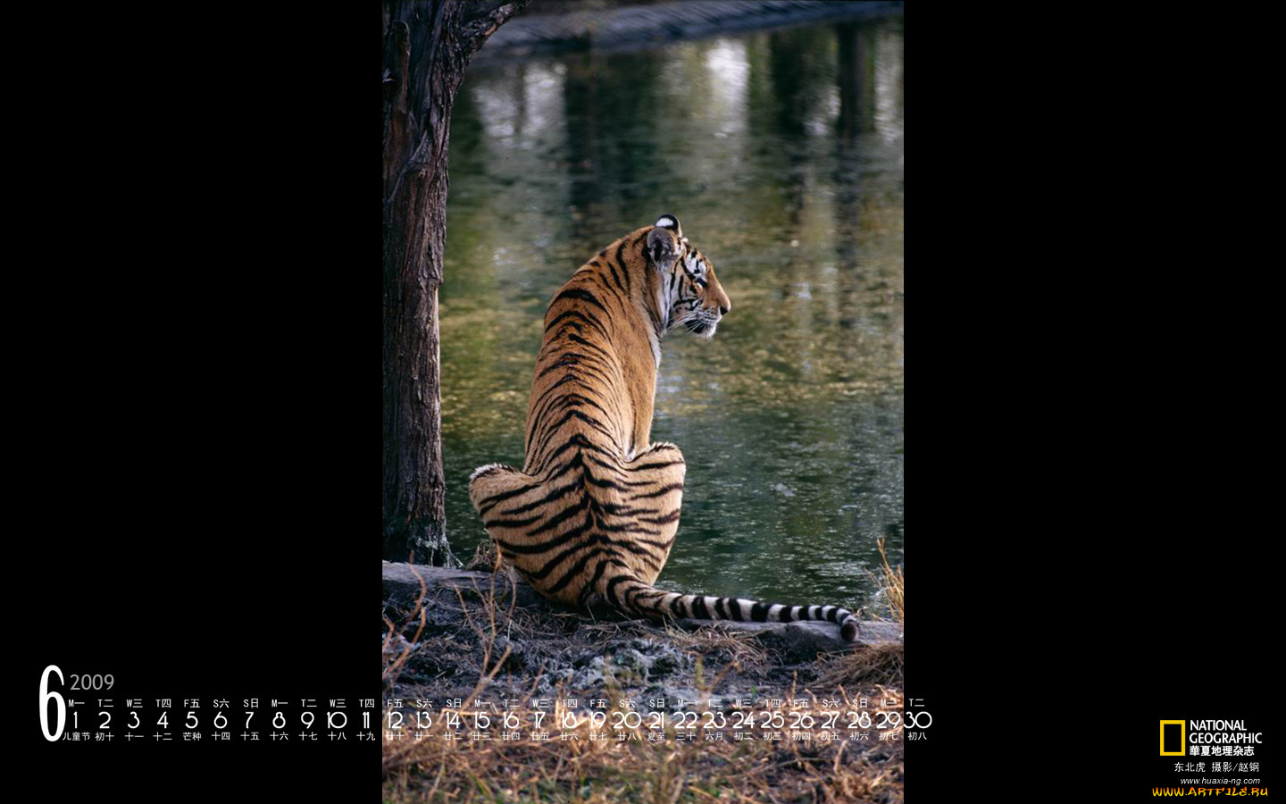 календари, животные