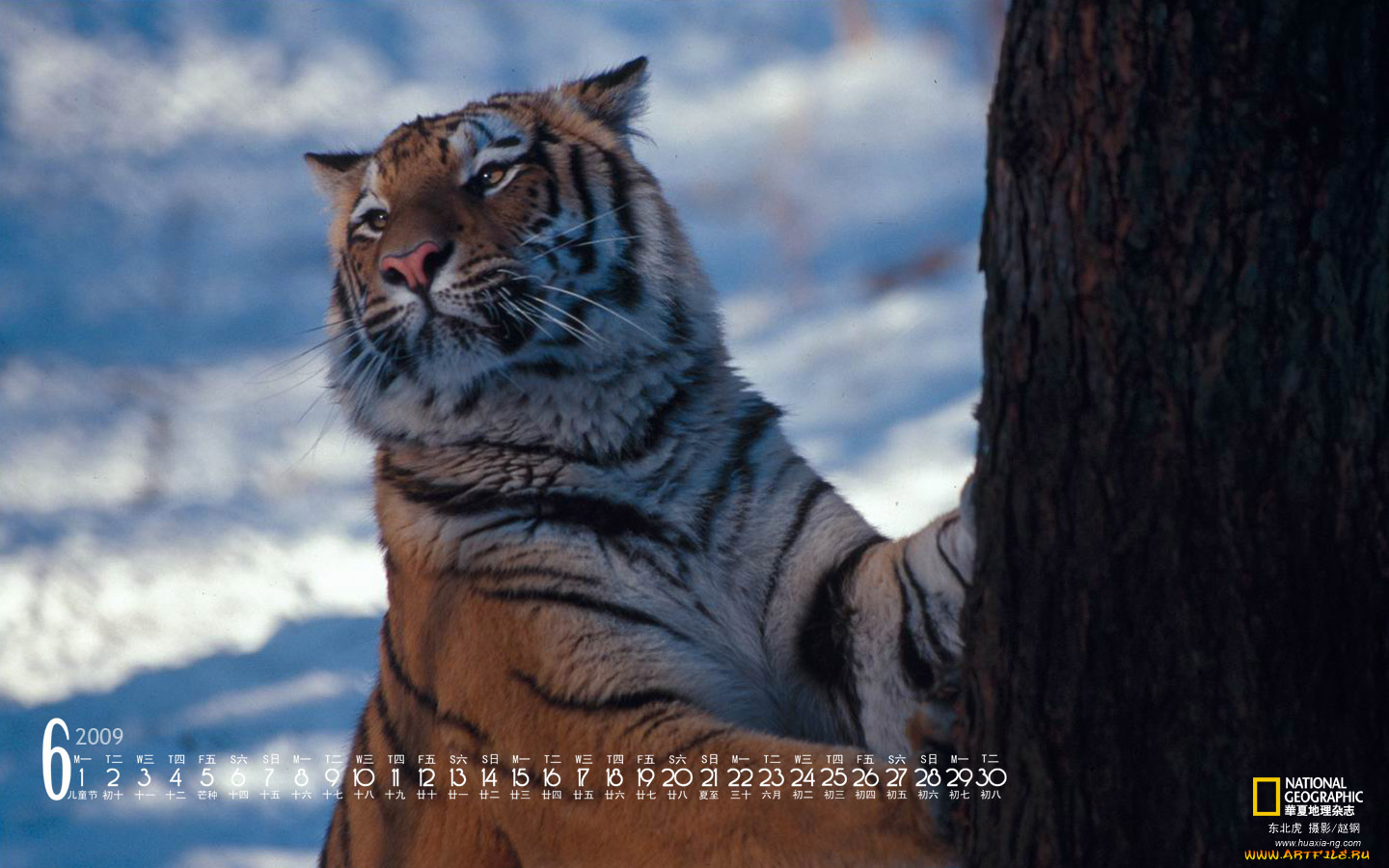 календари, животные