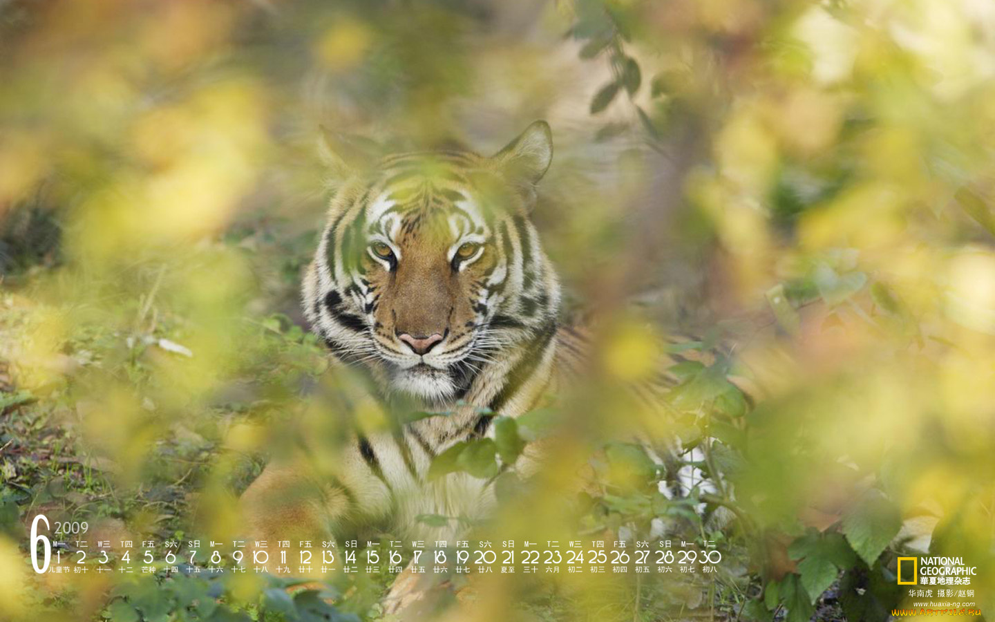 календари, животные