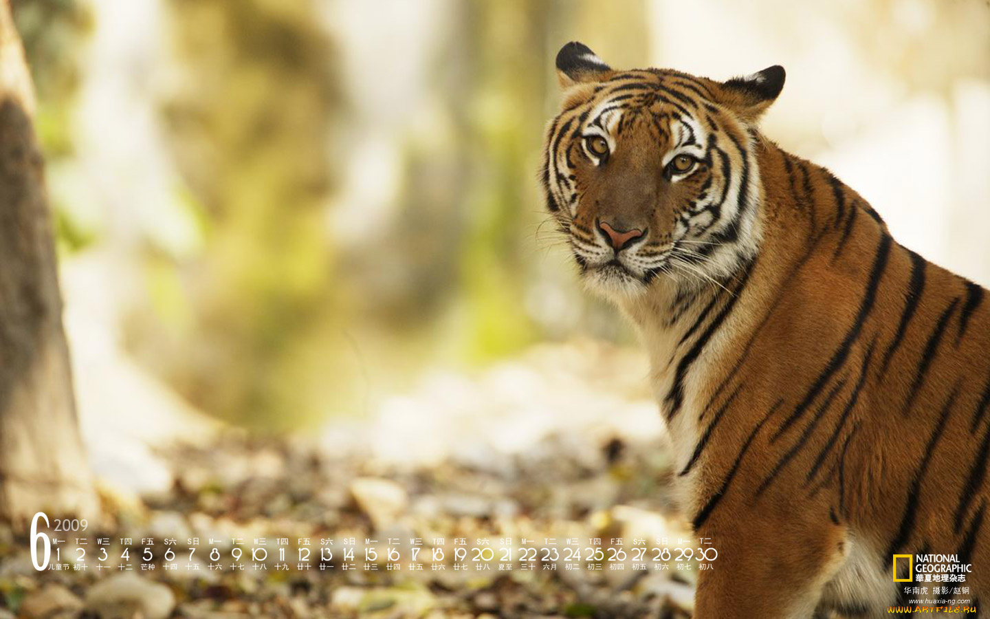 календари, животные