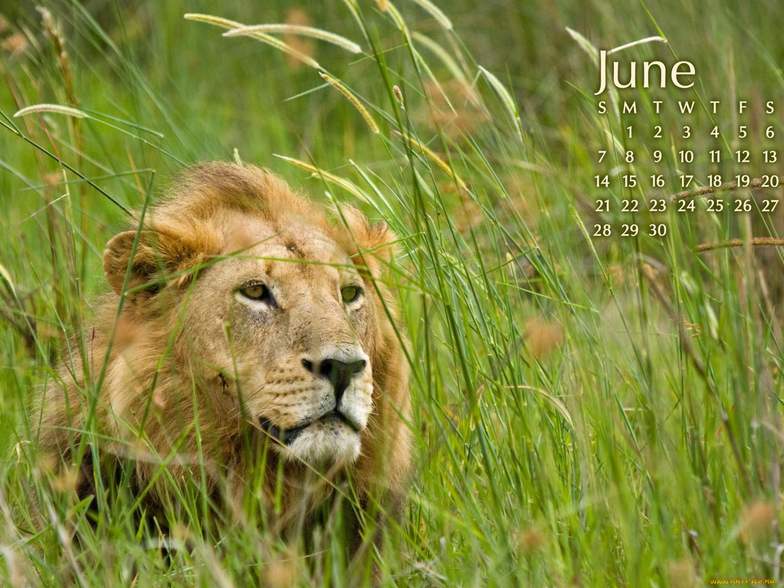 календари, животные