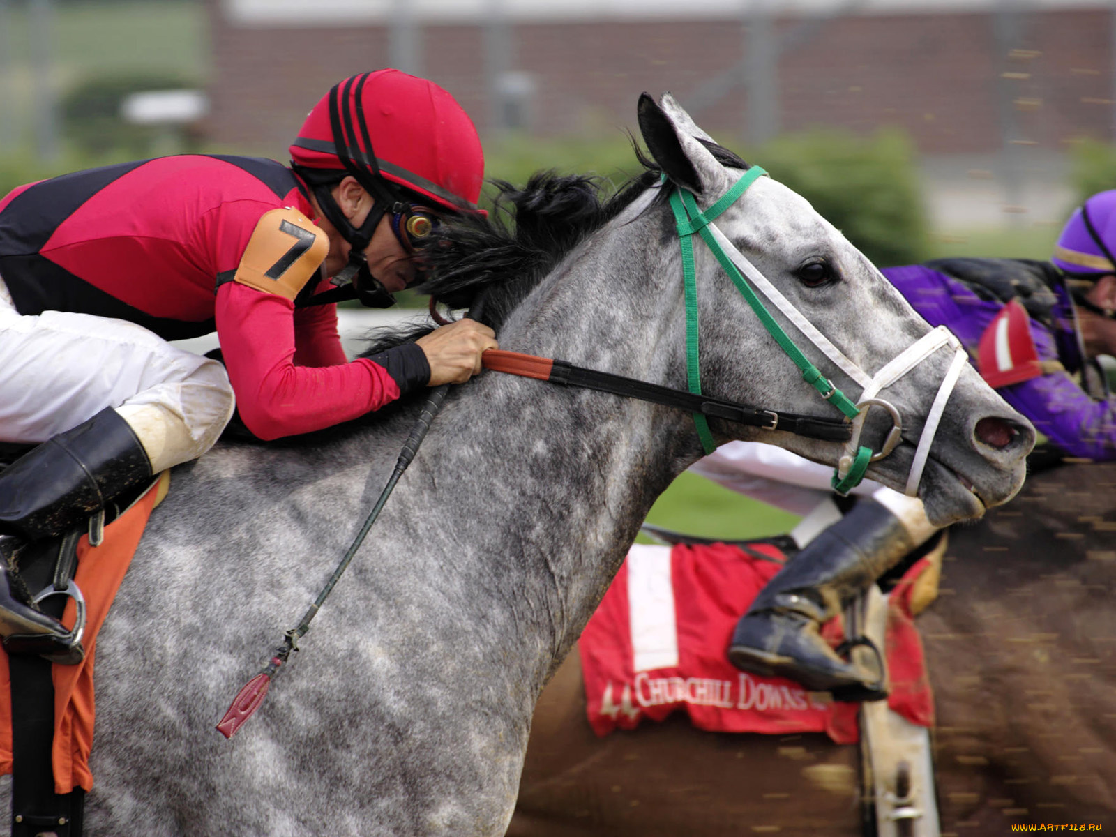 спорт, конный