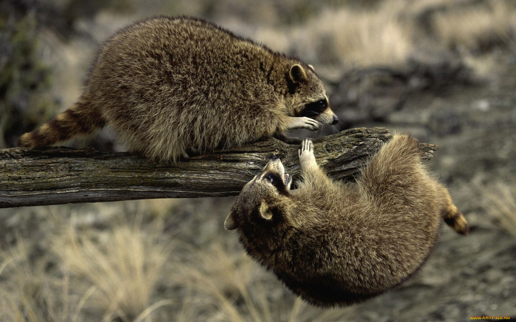 животные, еноты