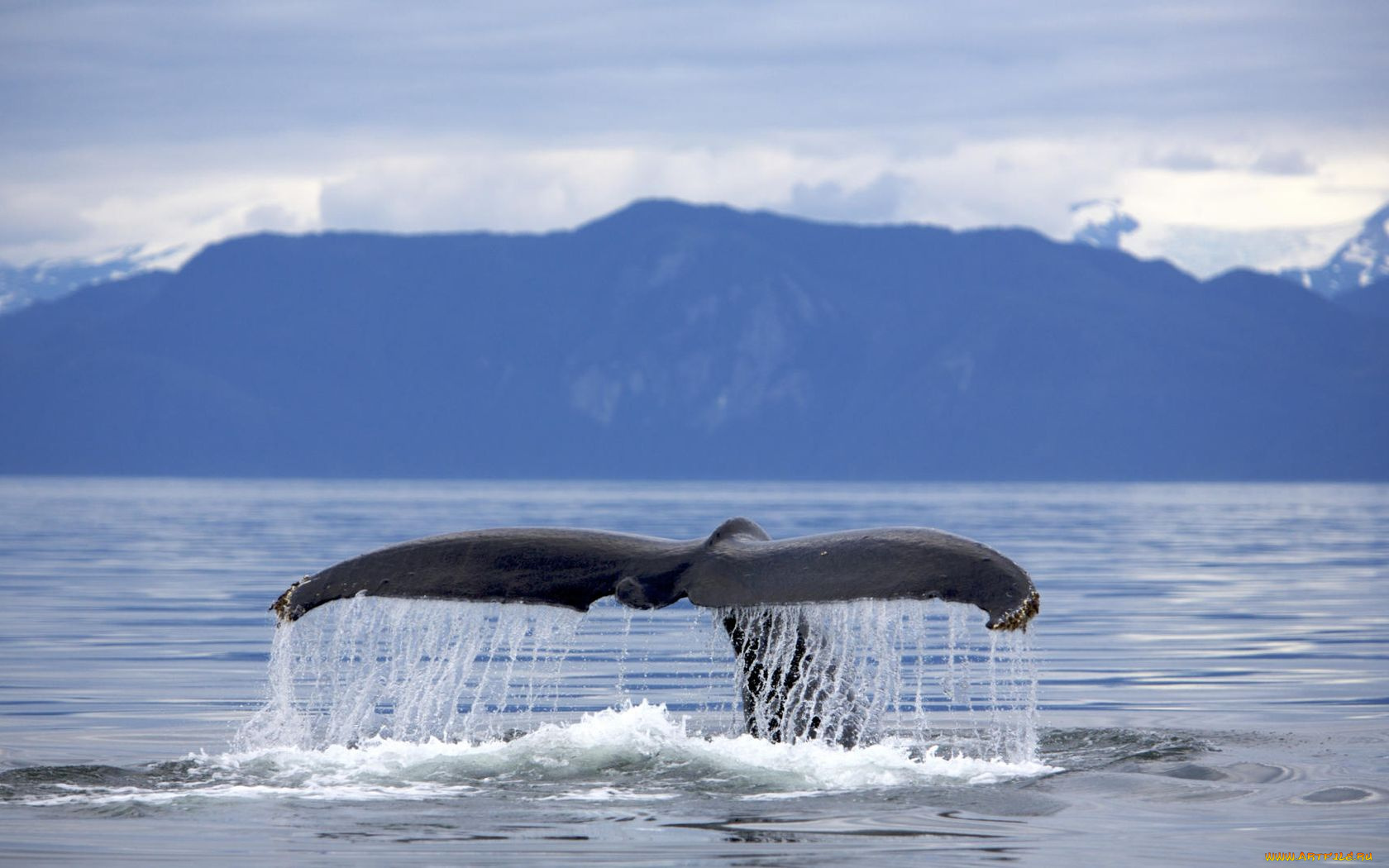 животные, киты, кашалоты