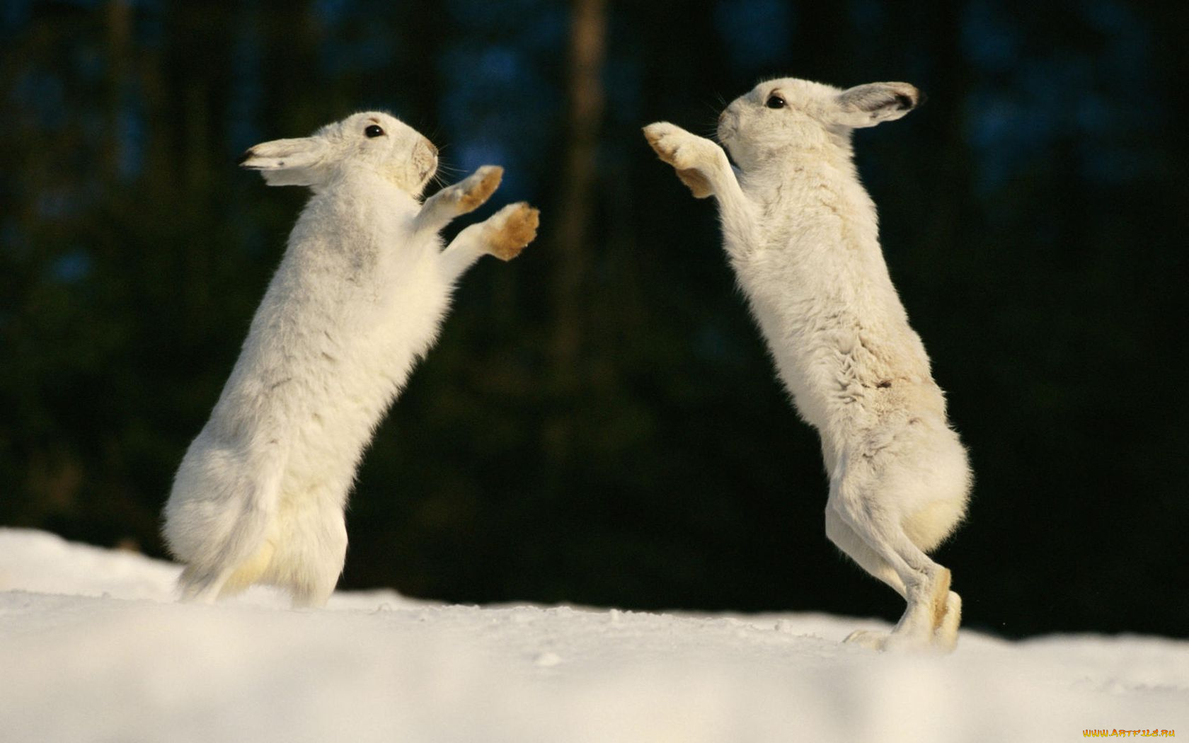 животные, кролики, зайцы