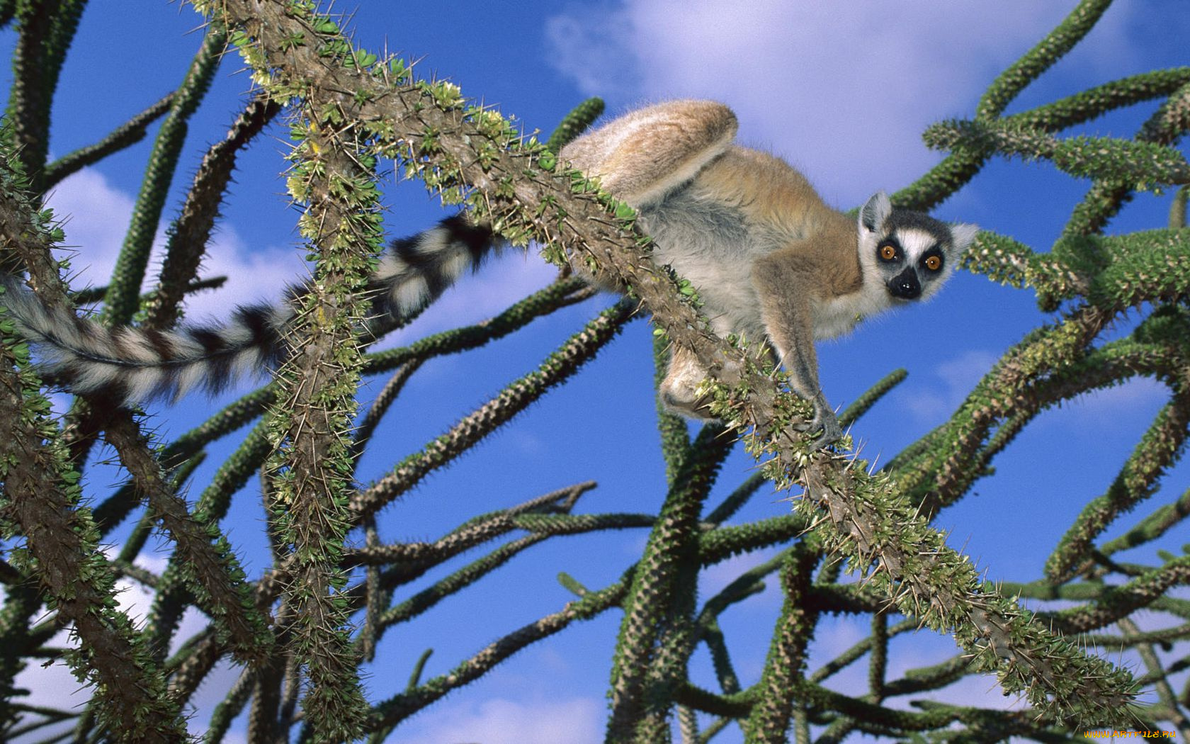 животные, лемуры