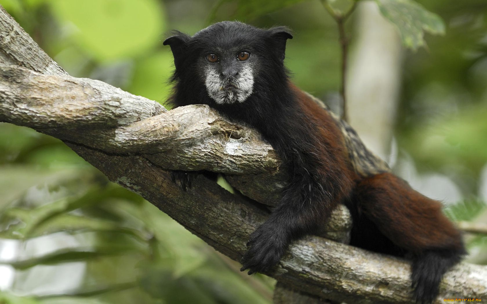 животные, обезьяны