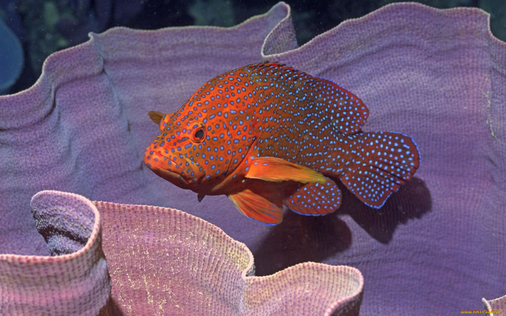 животные, рыбы