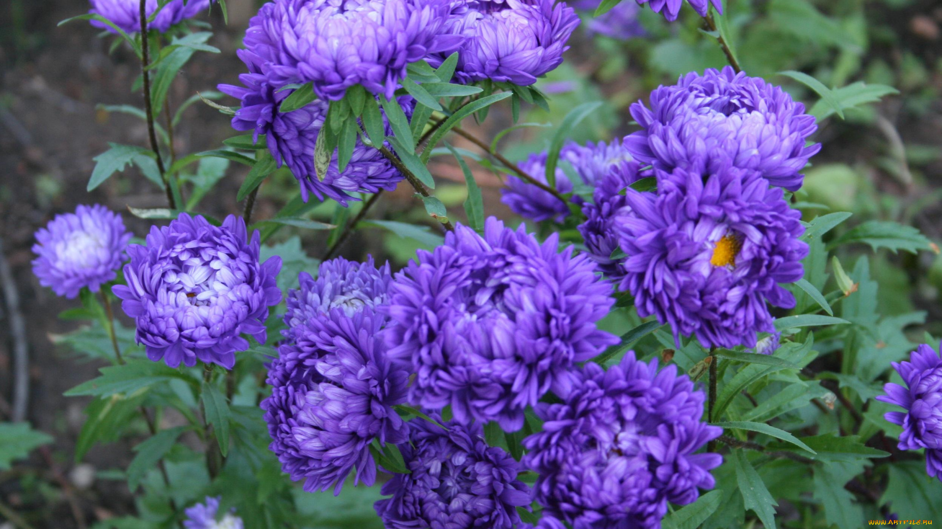 цветы, астры