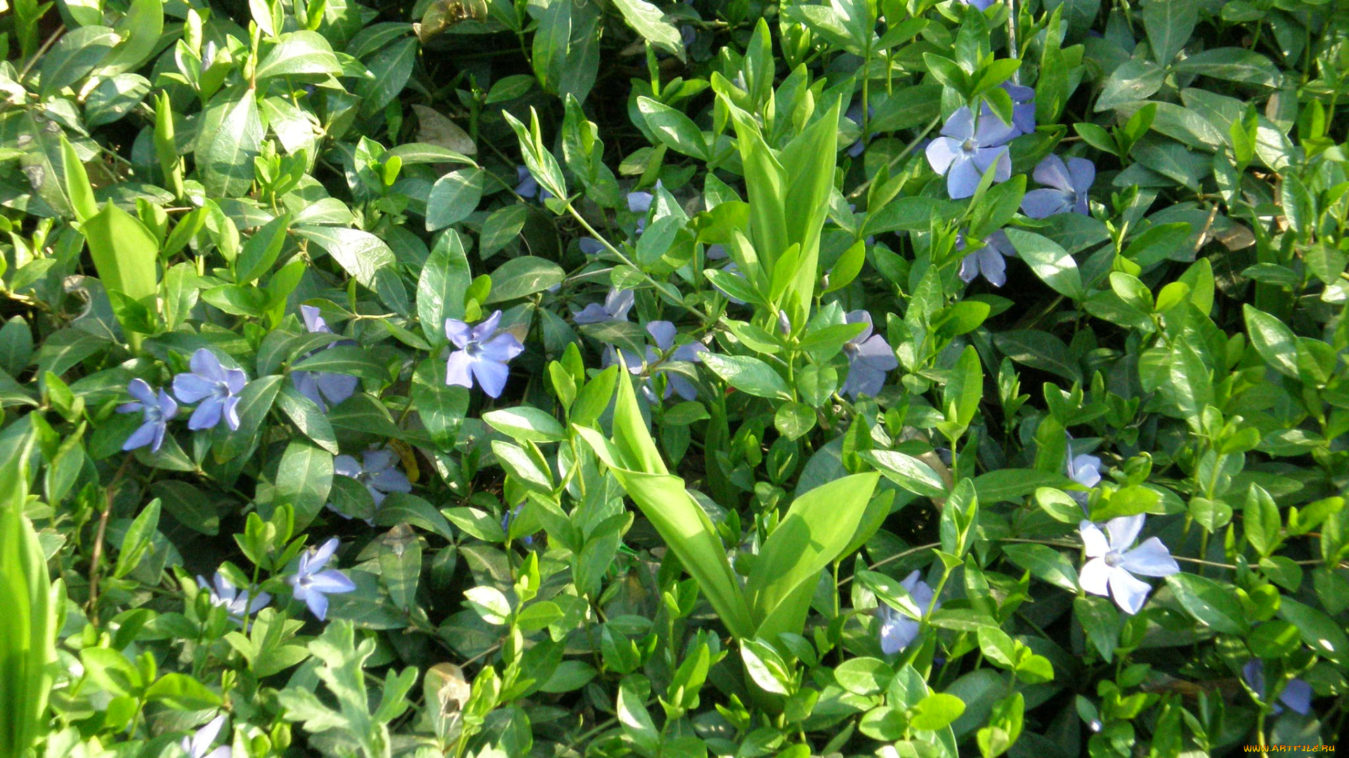 цветы, барвинок