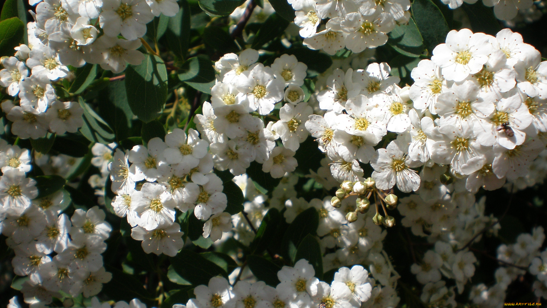 цветы, цветущие, деревья, кустарники