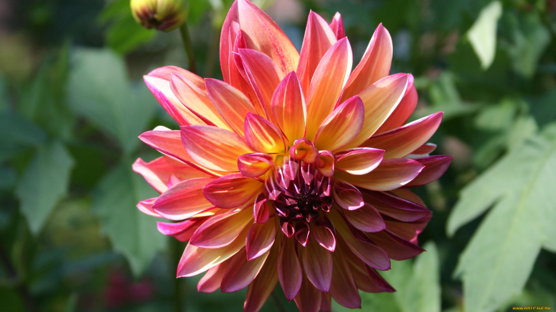 цветы, георгины