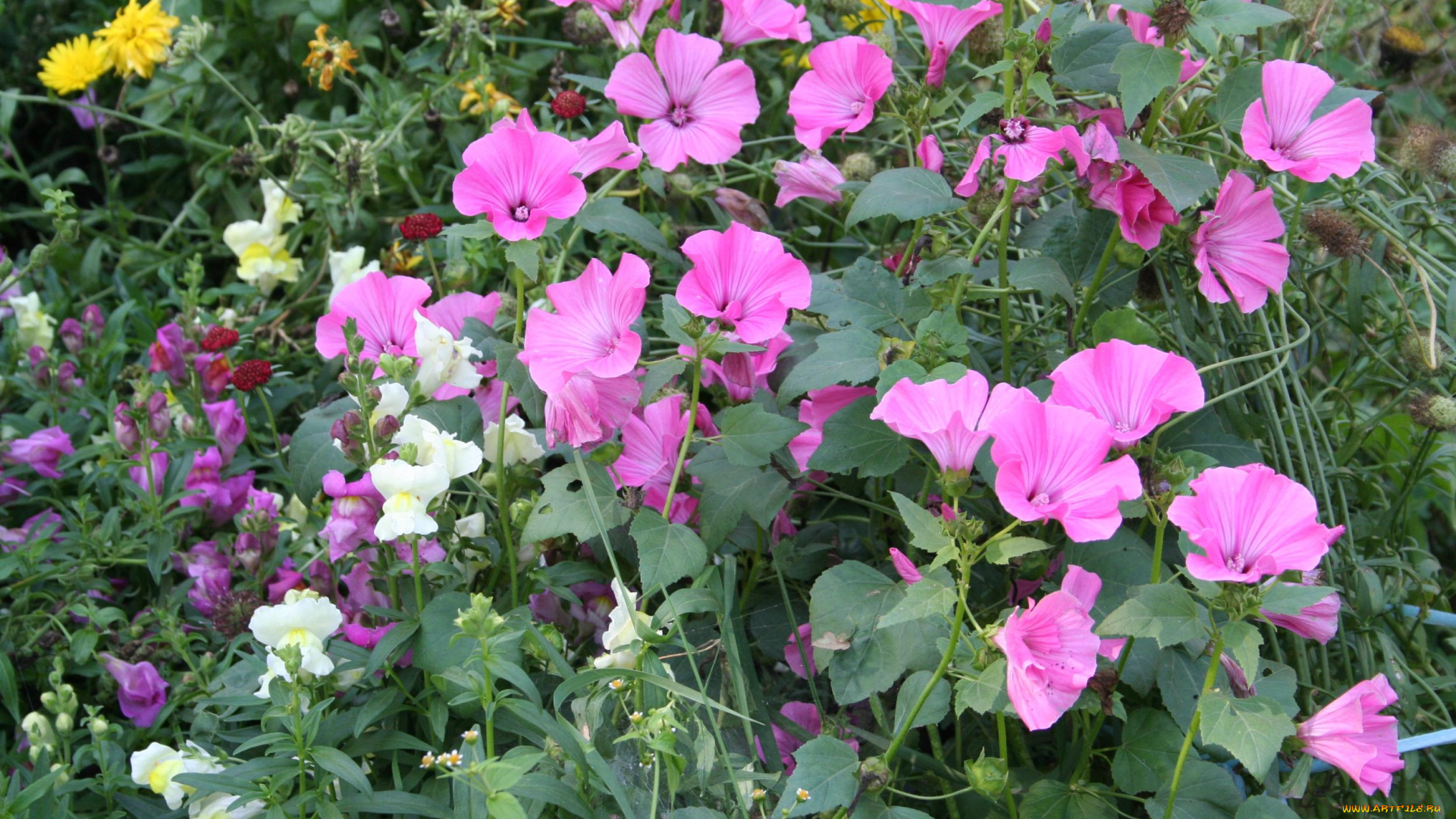 цветы, разные, вместе