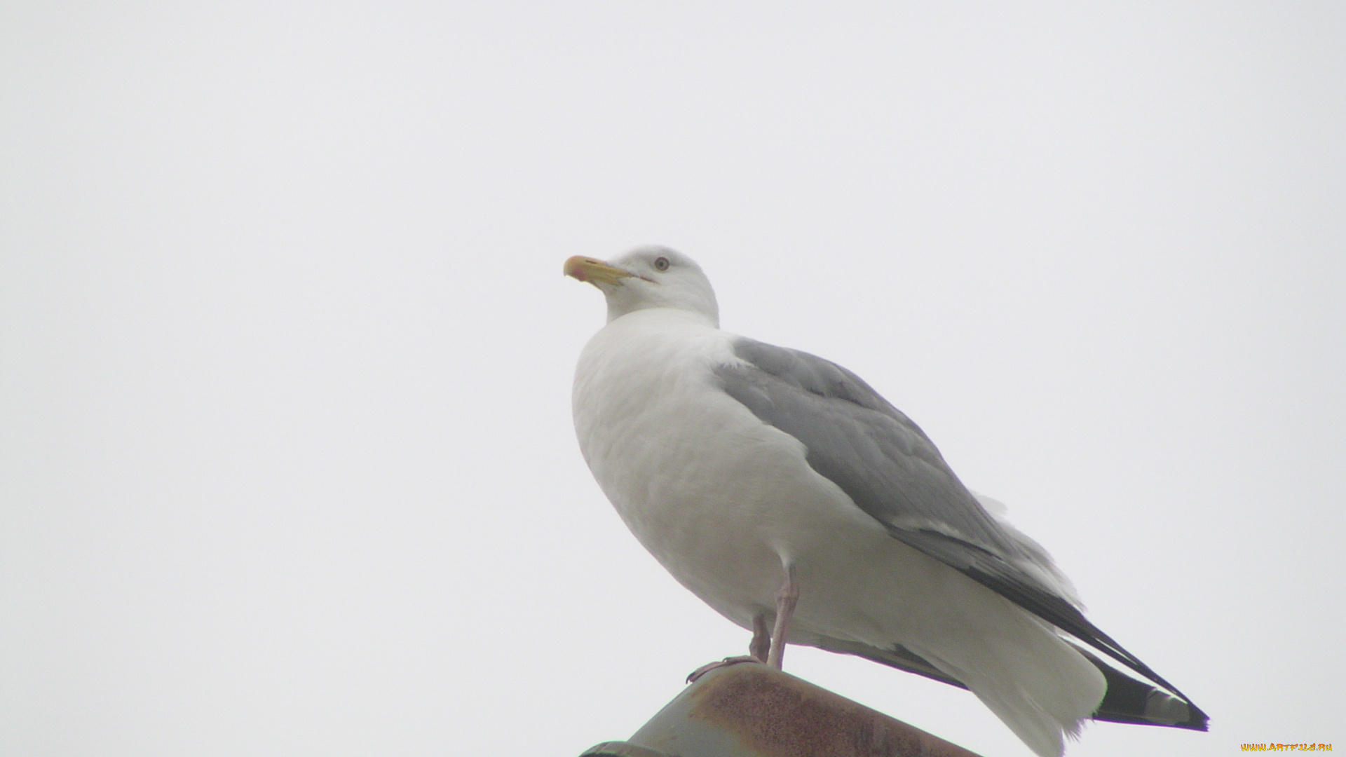 птицы, животные, Чайки, бакланы, крачки