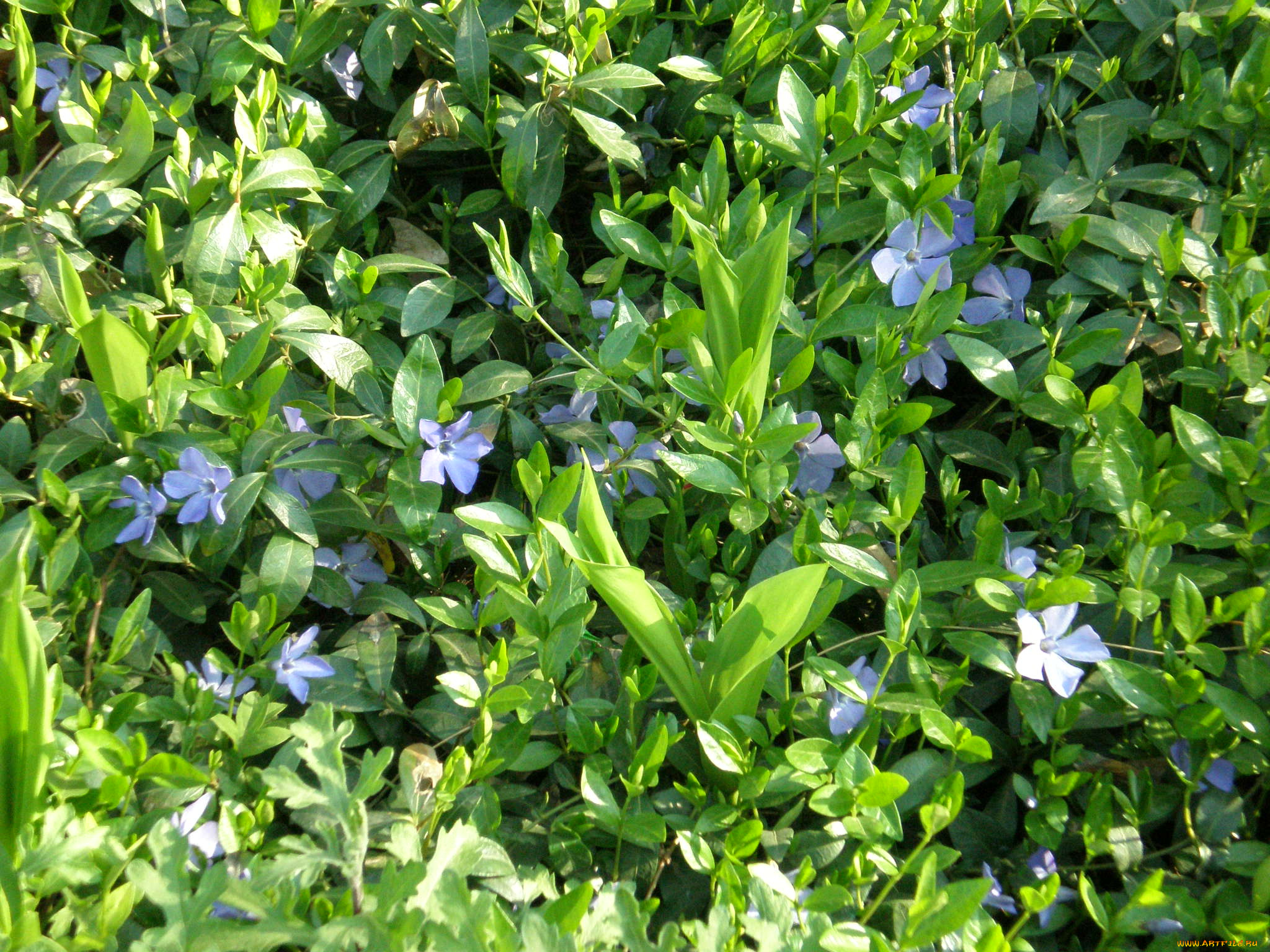 цветы, барвинок