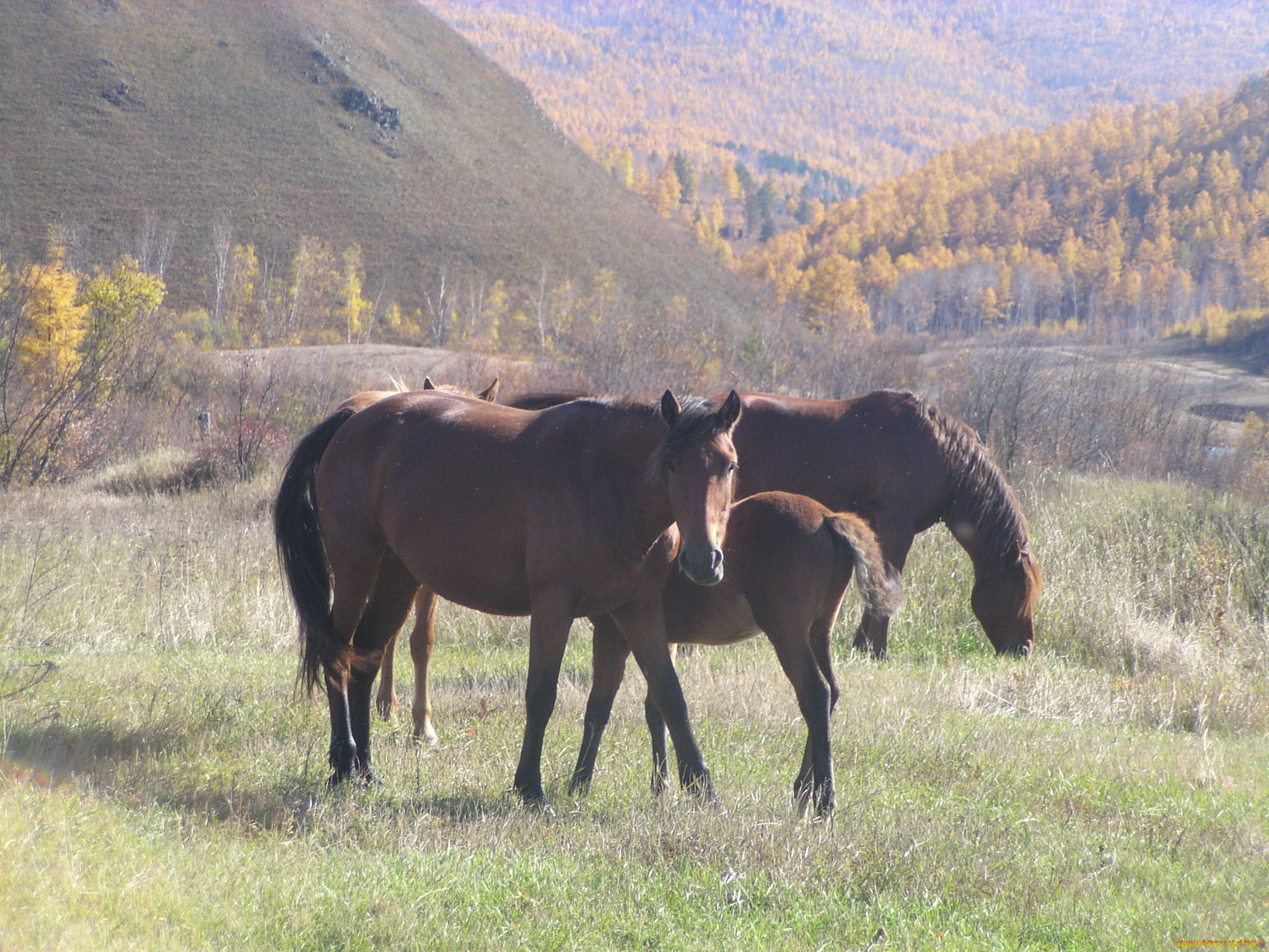 лошади, животные