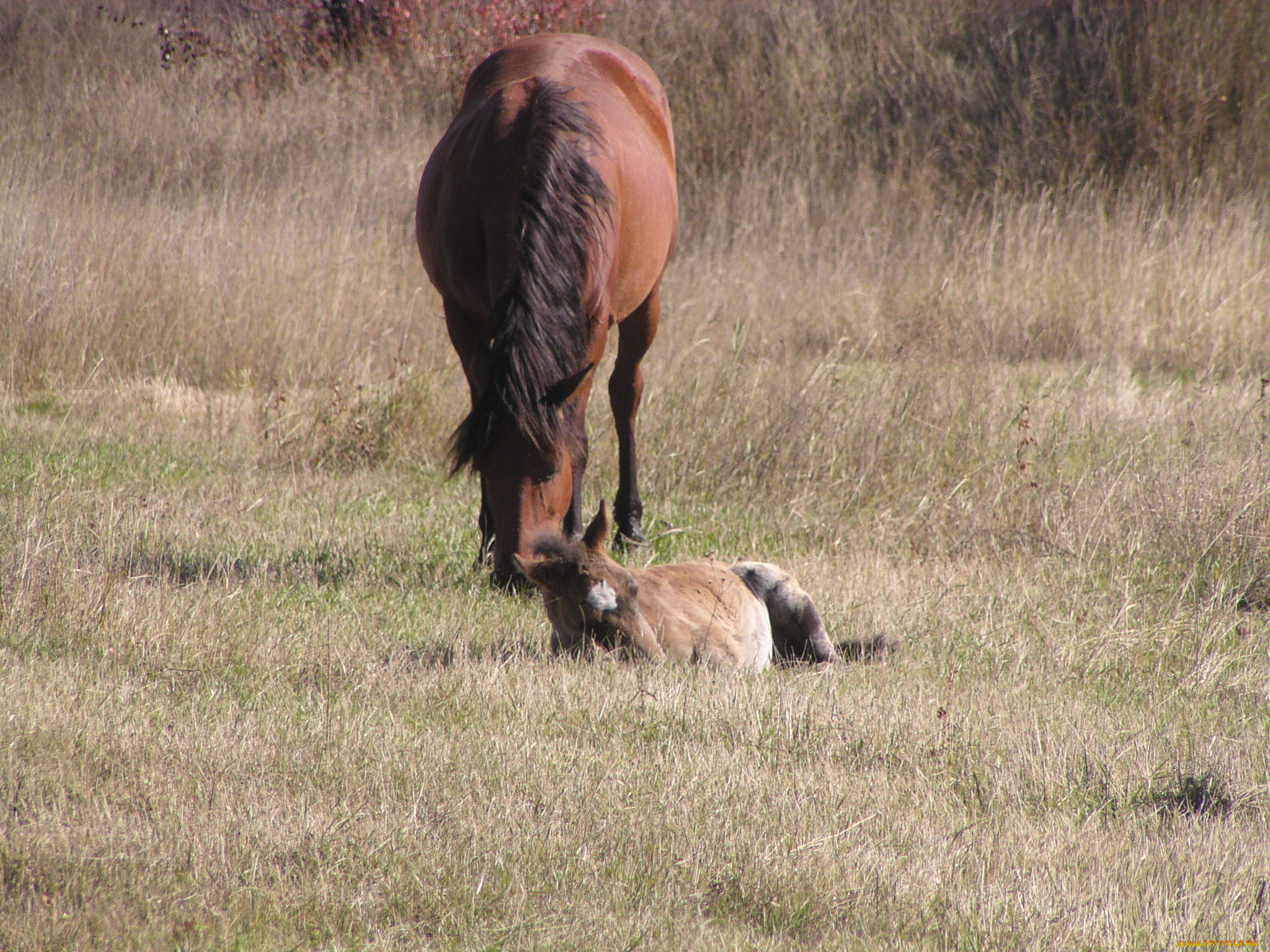 лошади, животные
