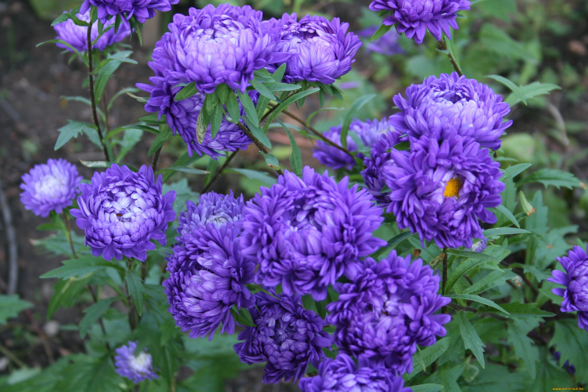 цветы, астры
